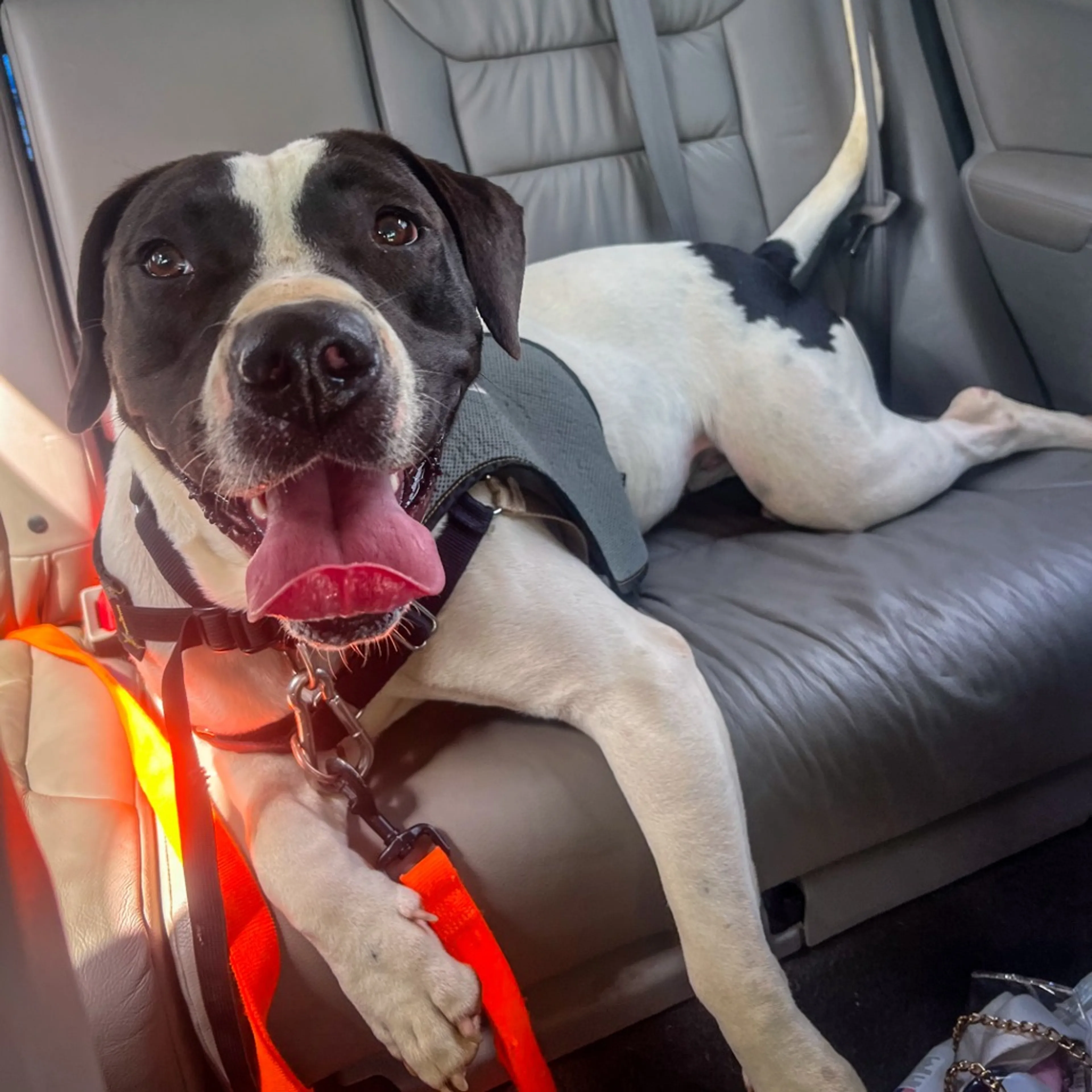 Found pet-14