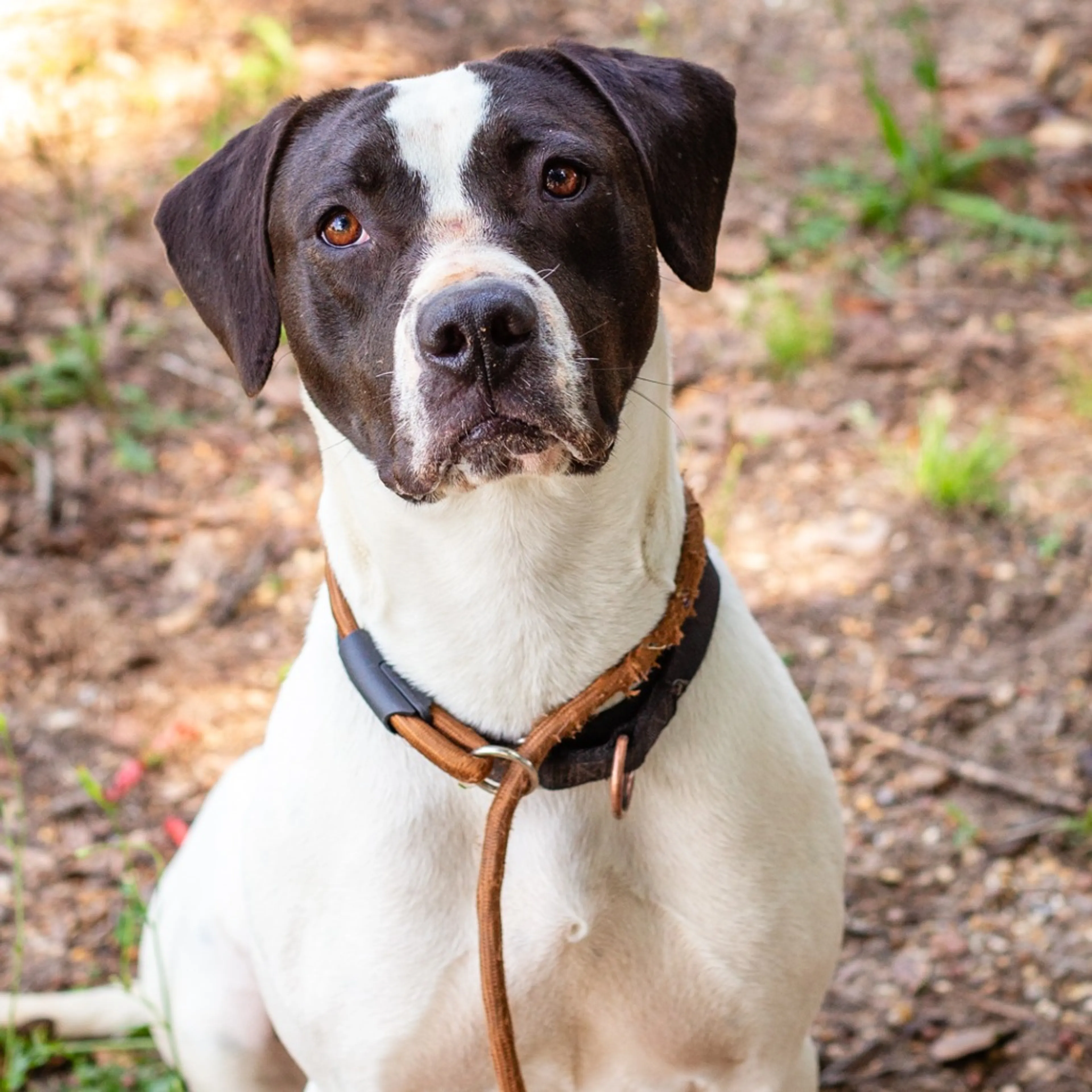 Found pet-18