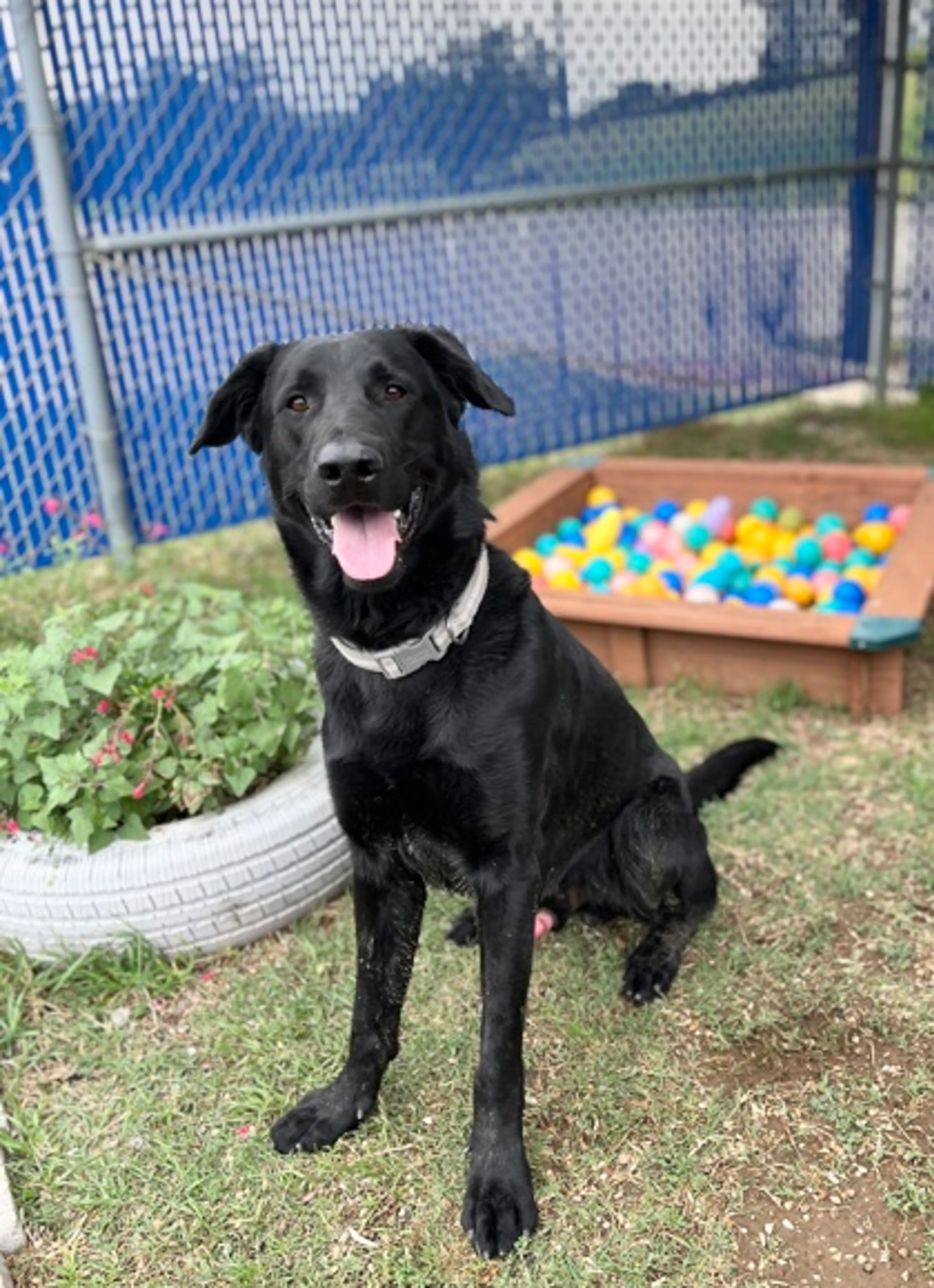 Found pet-2