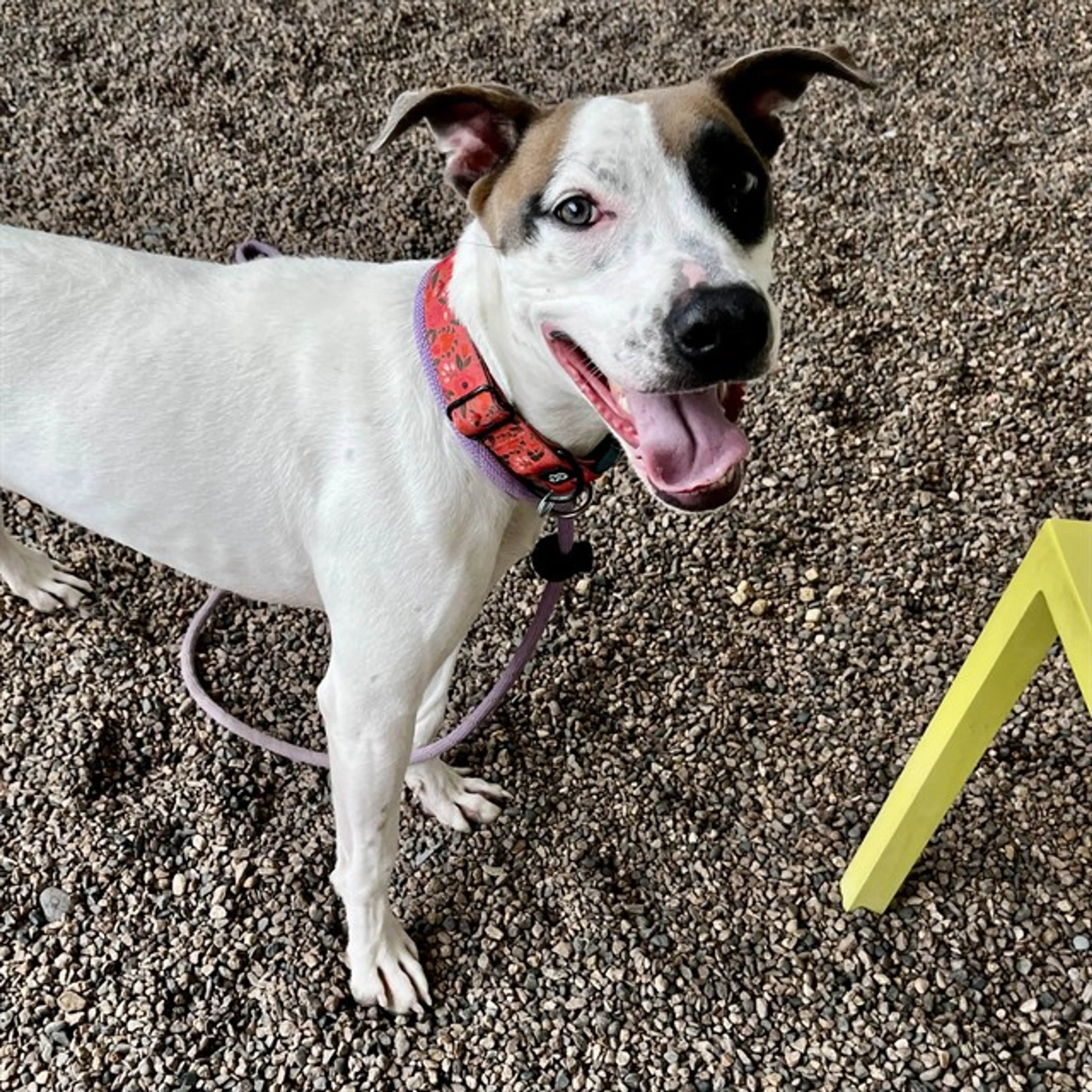 Found pet