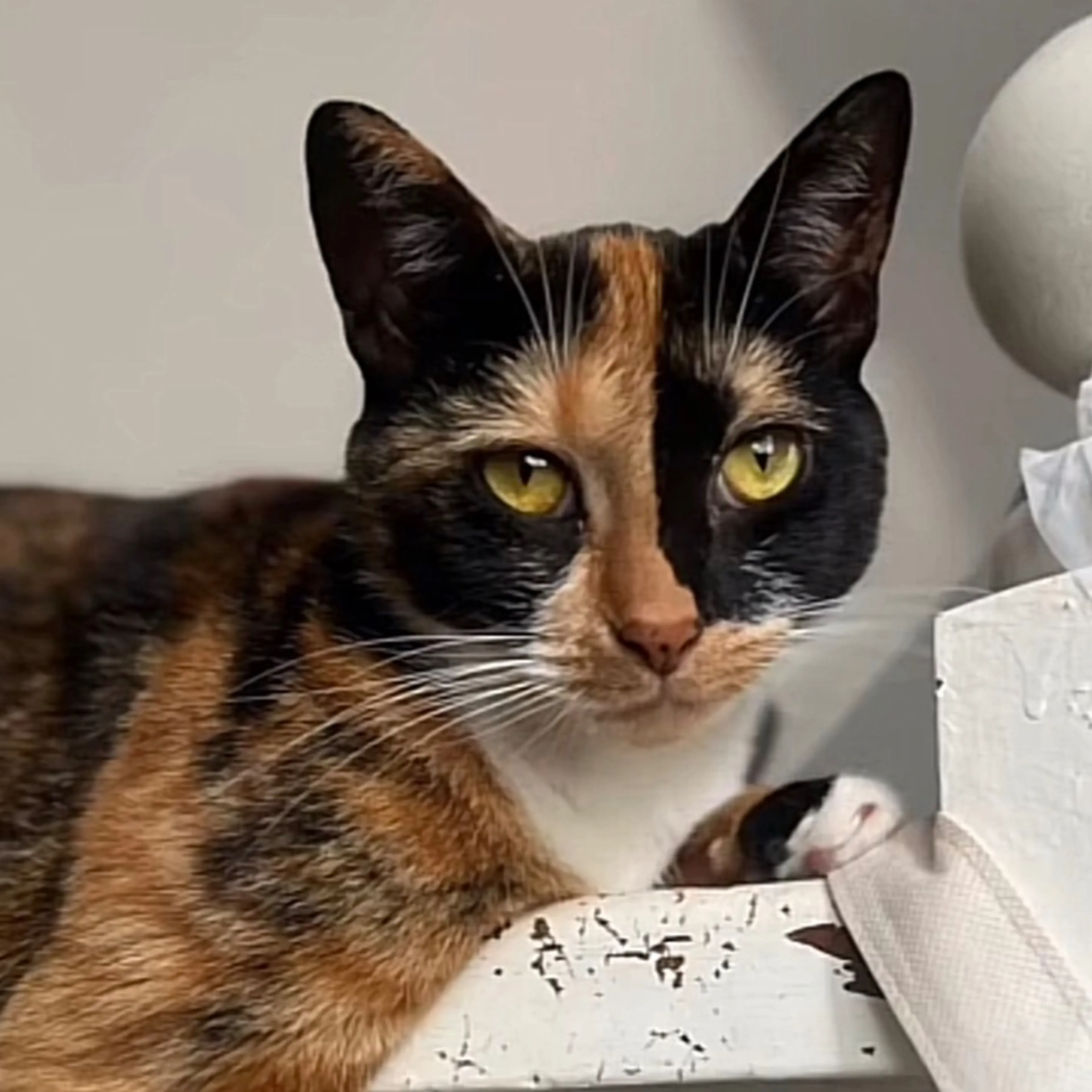 Lost pet-2