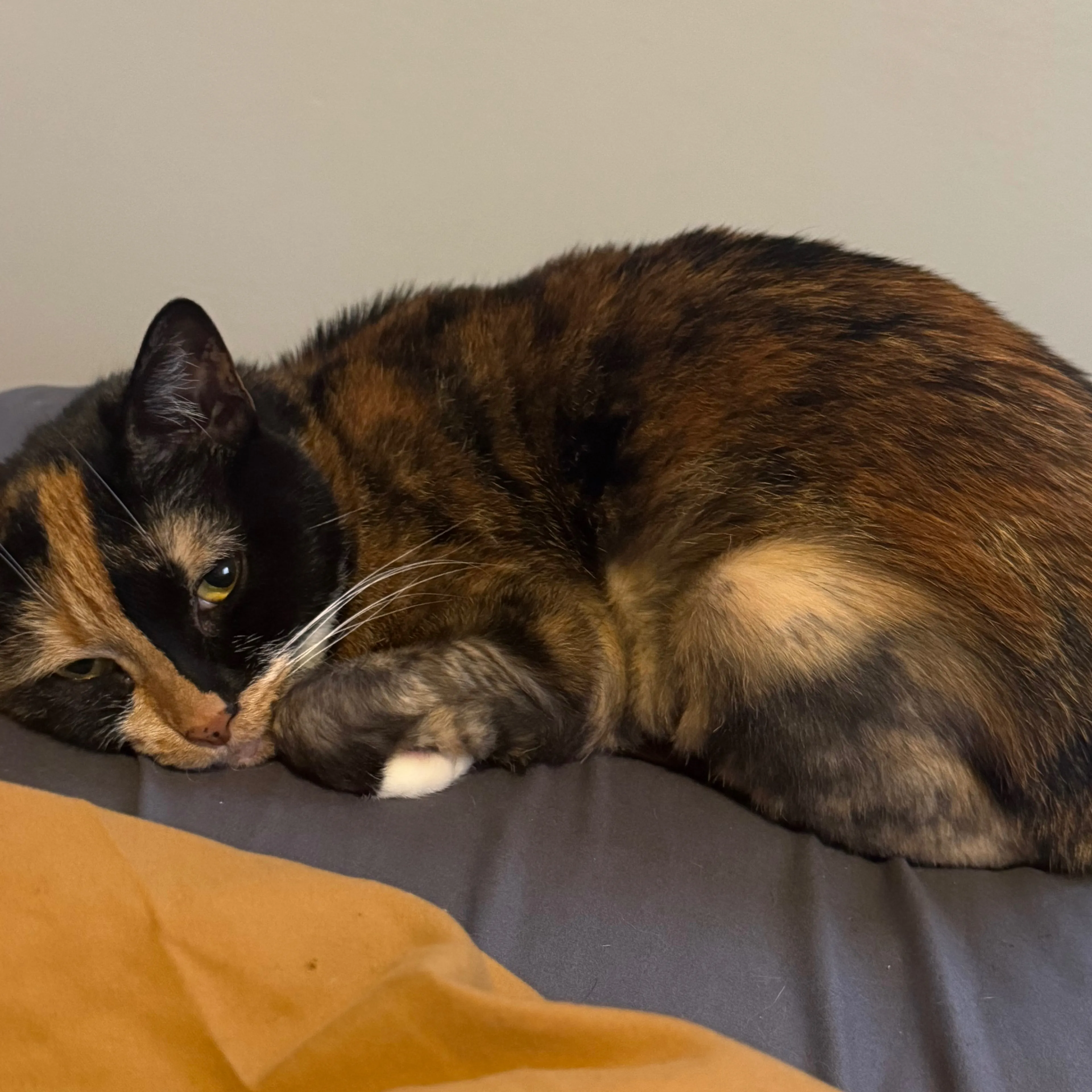 Lost pet-1