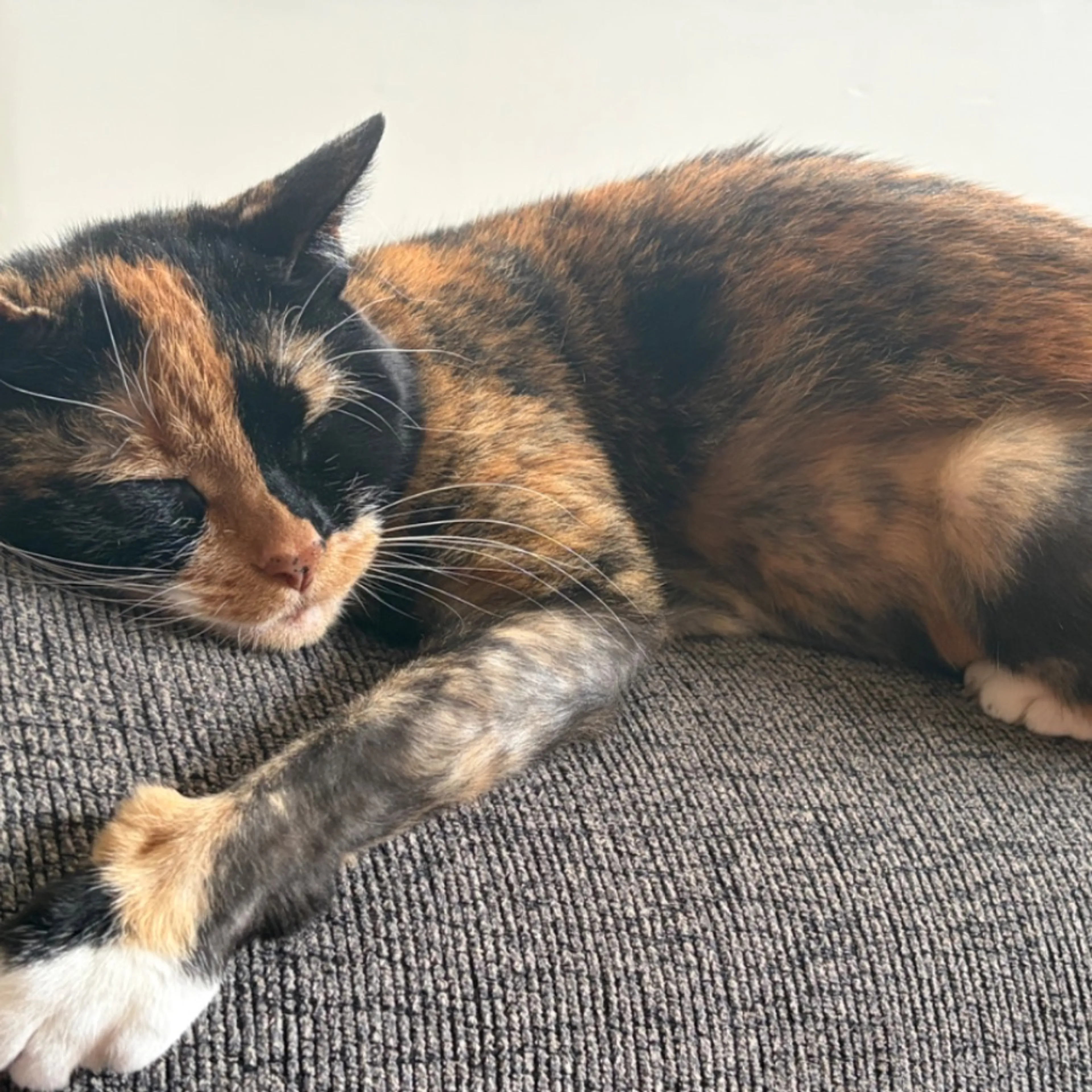 Lost pet-0