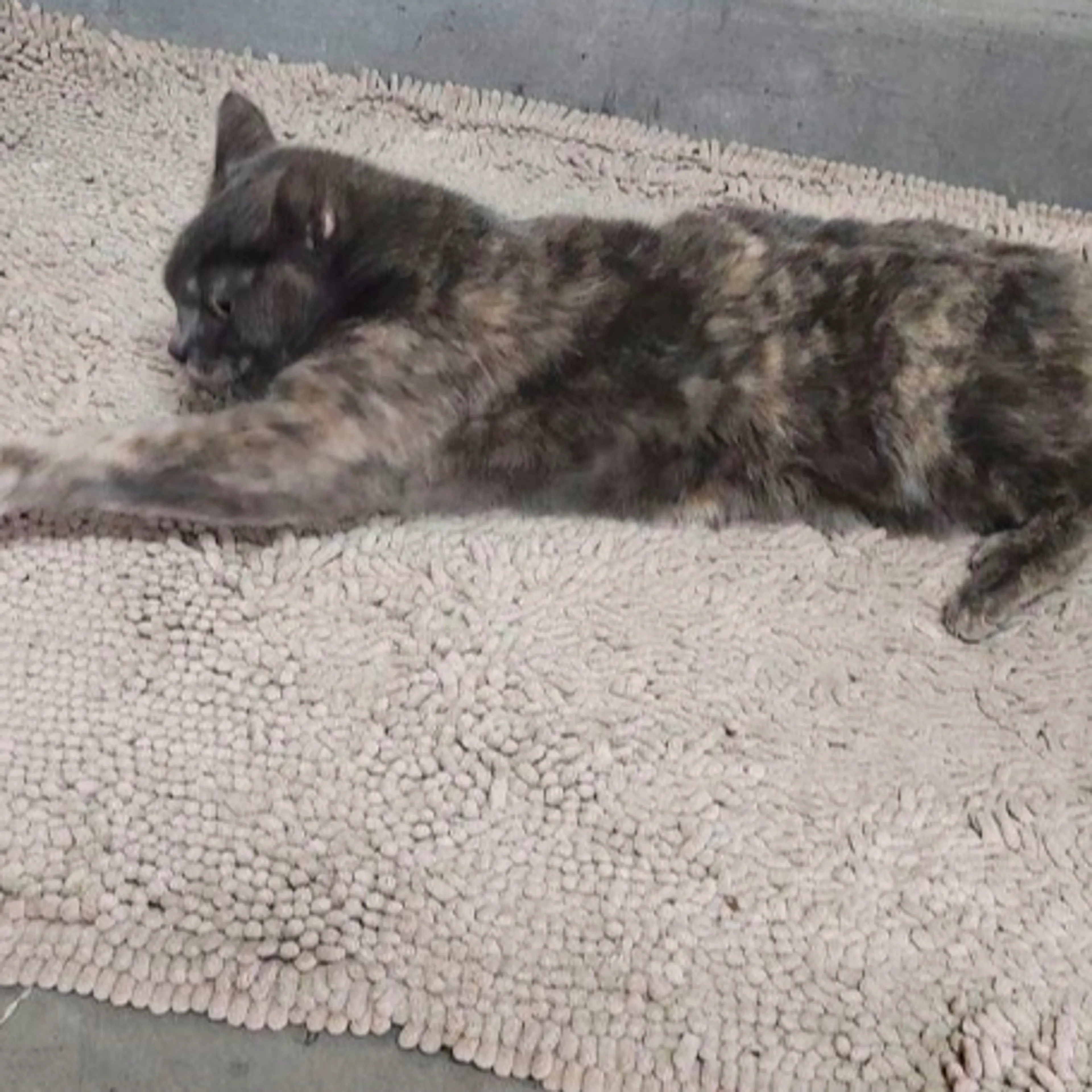 Lost pet-1