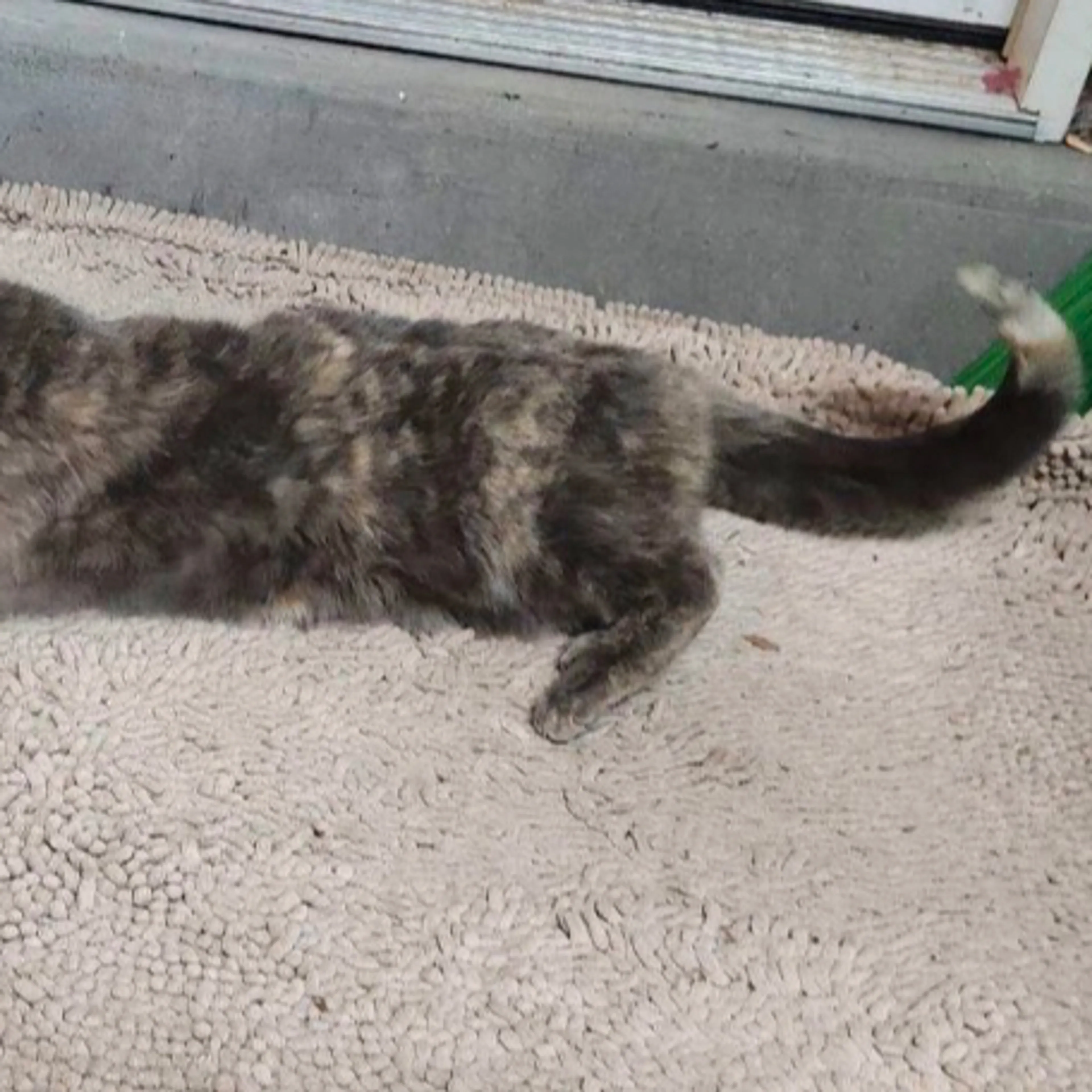 Lost pet-3