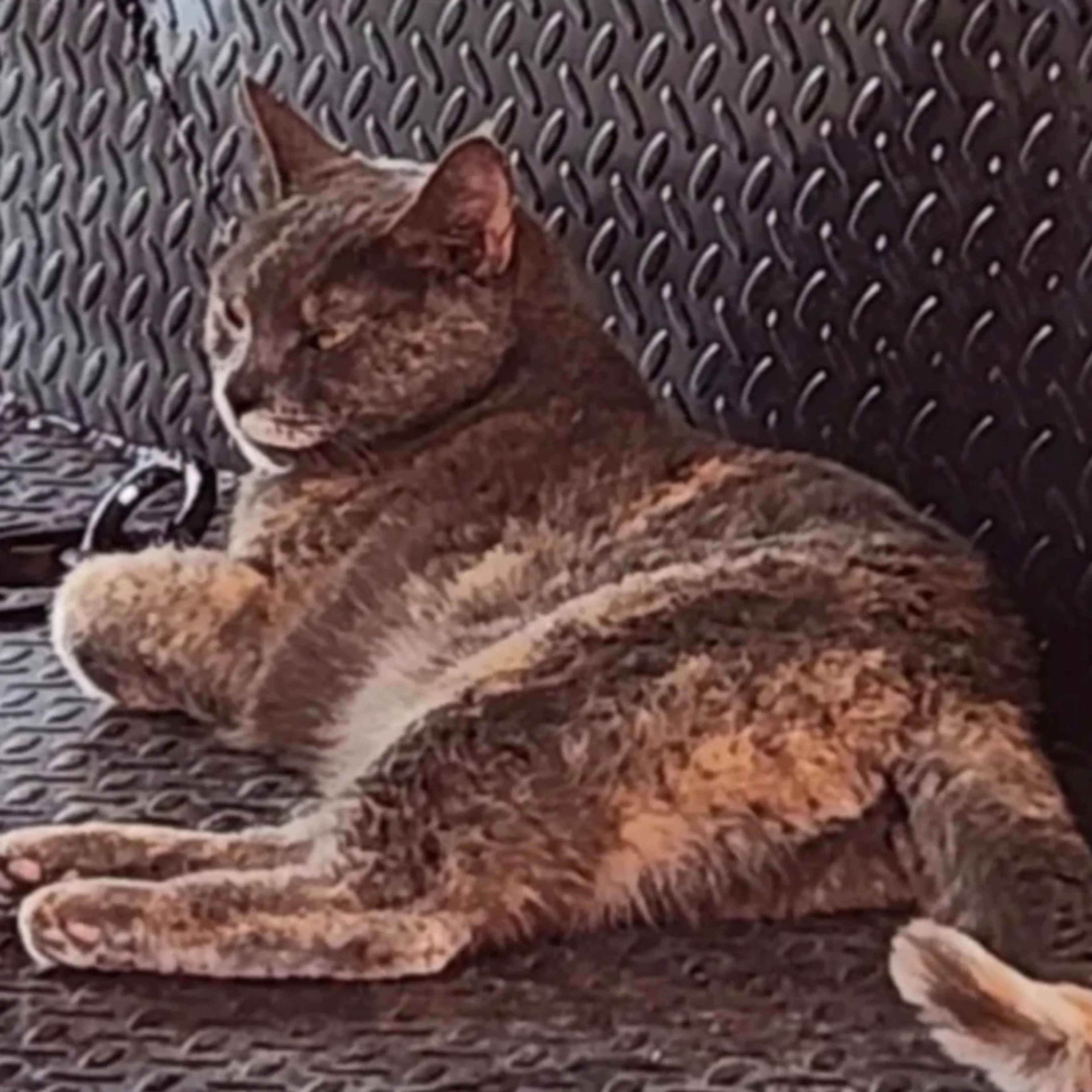 Lost pet-2