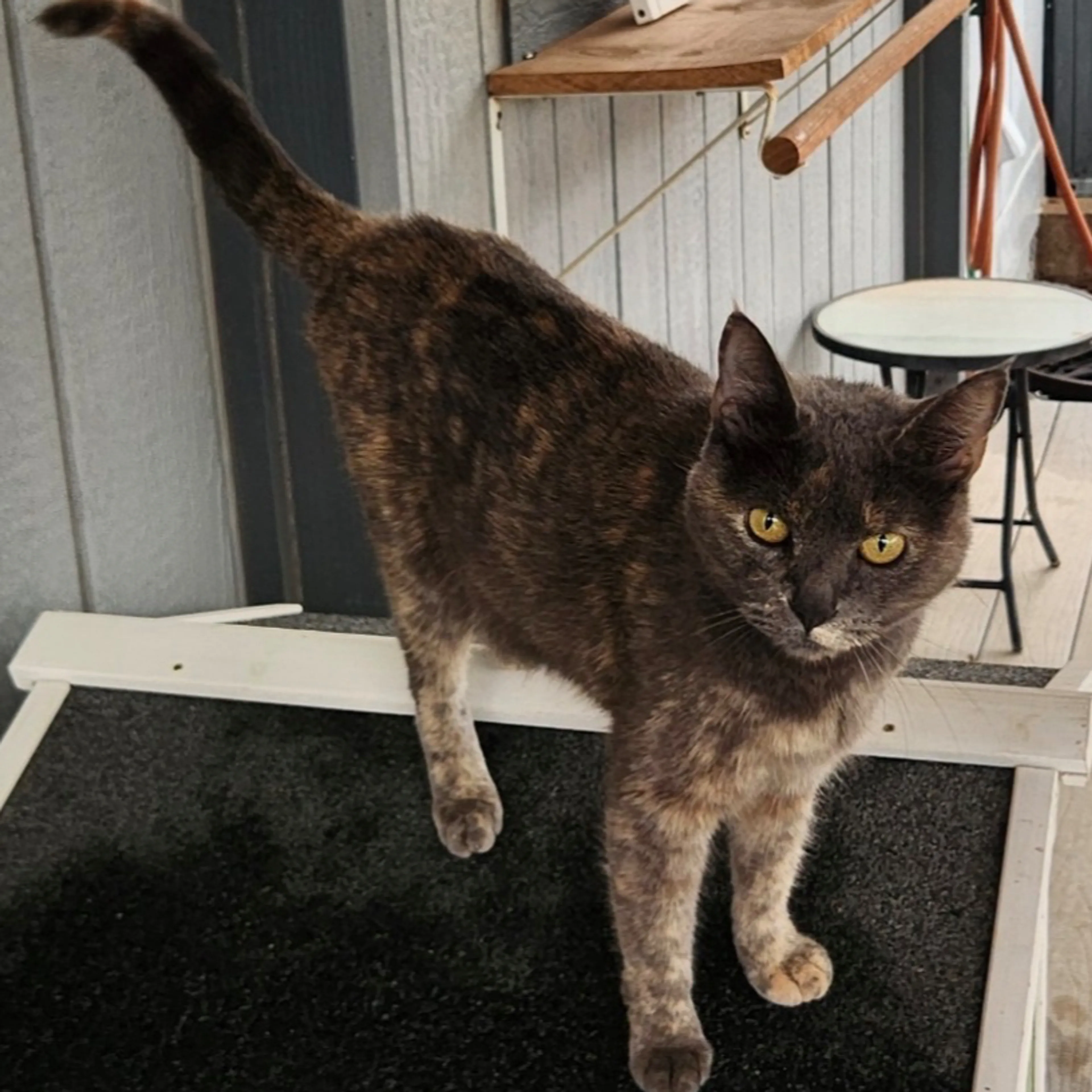 Lost pet-0