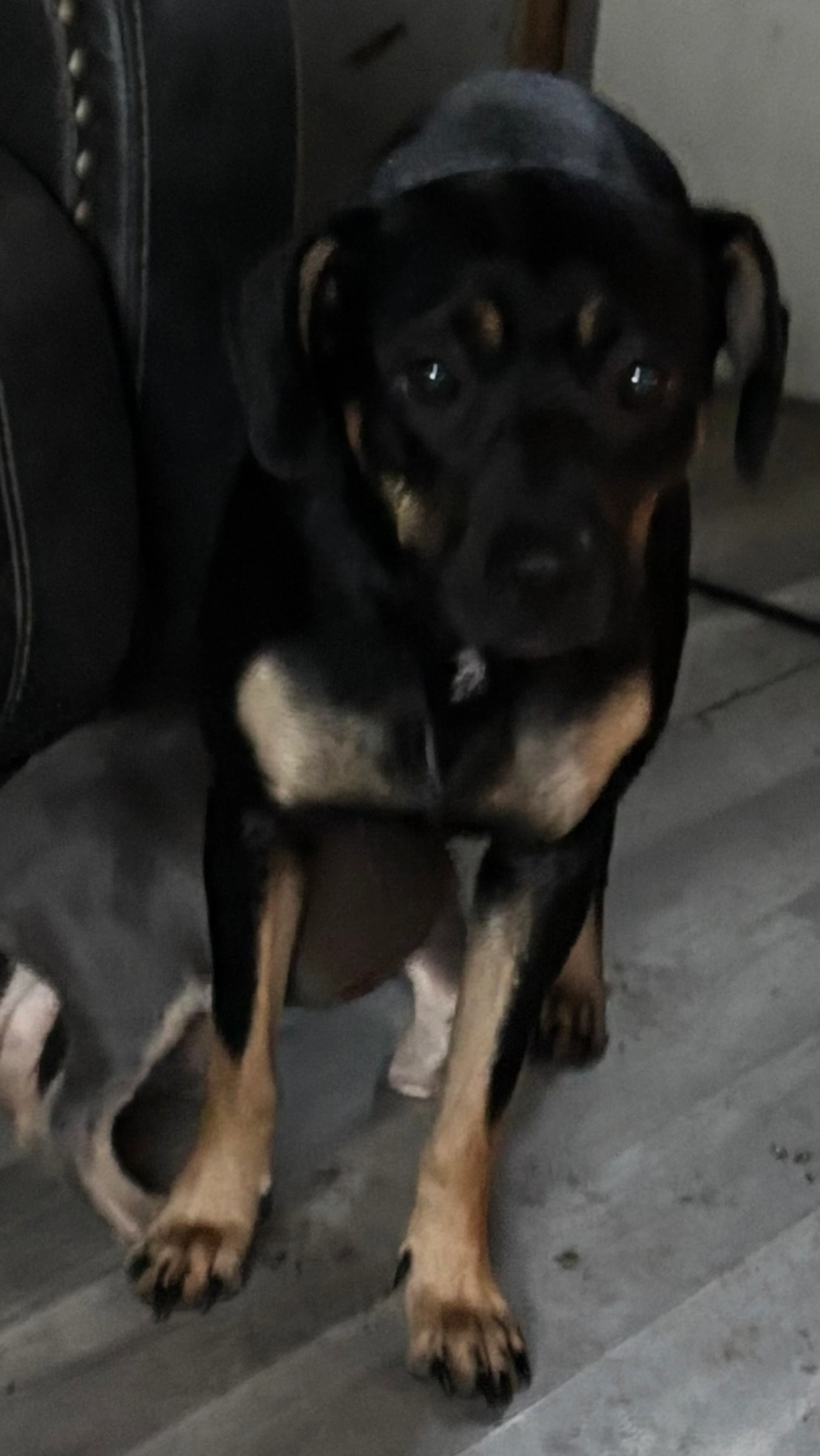 Found pet-5