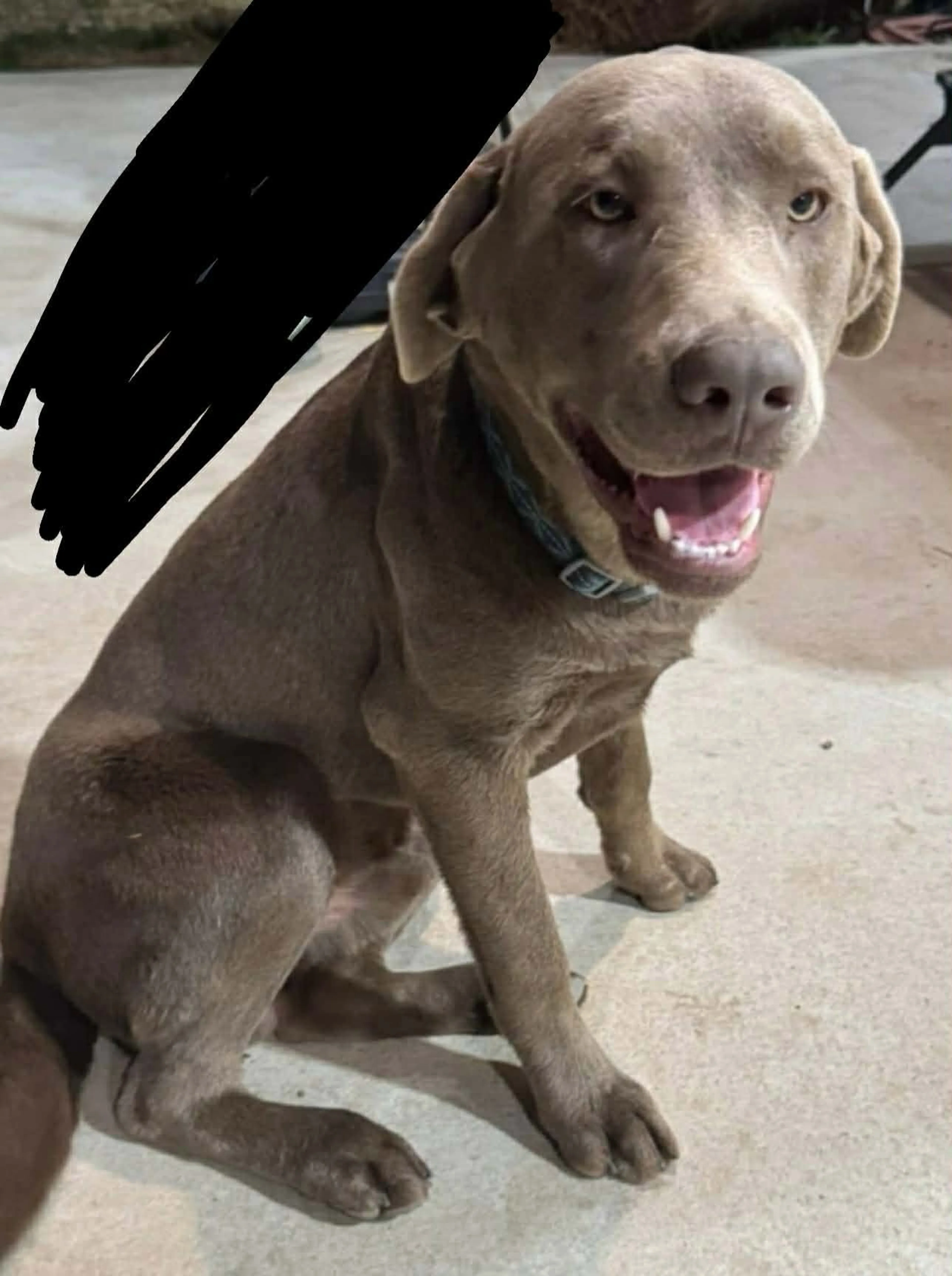 Found pet-4