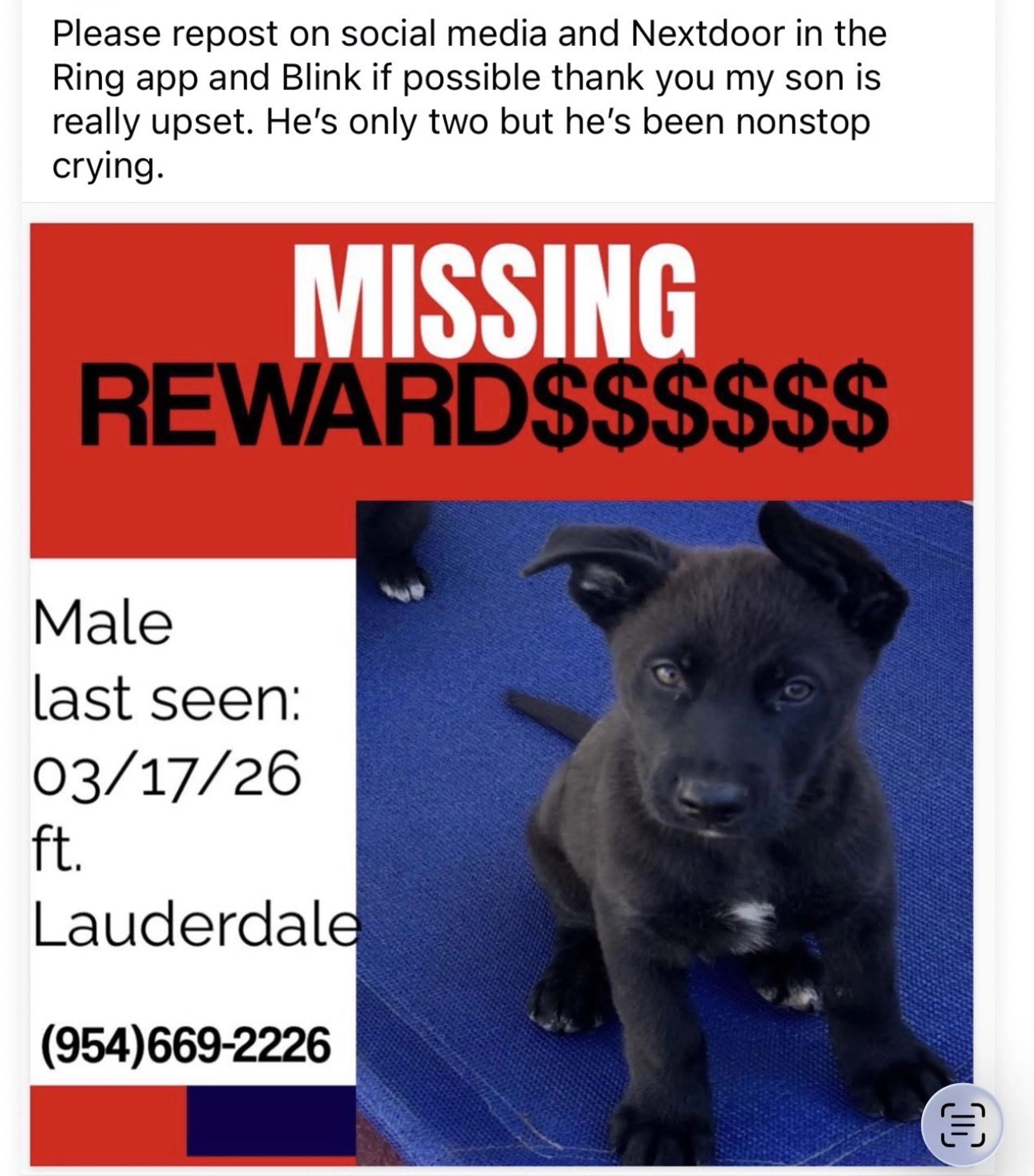 Lost pet