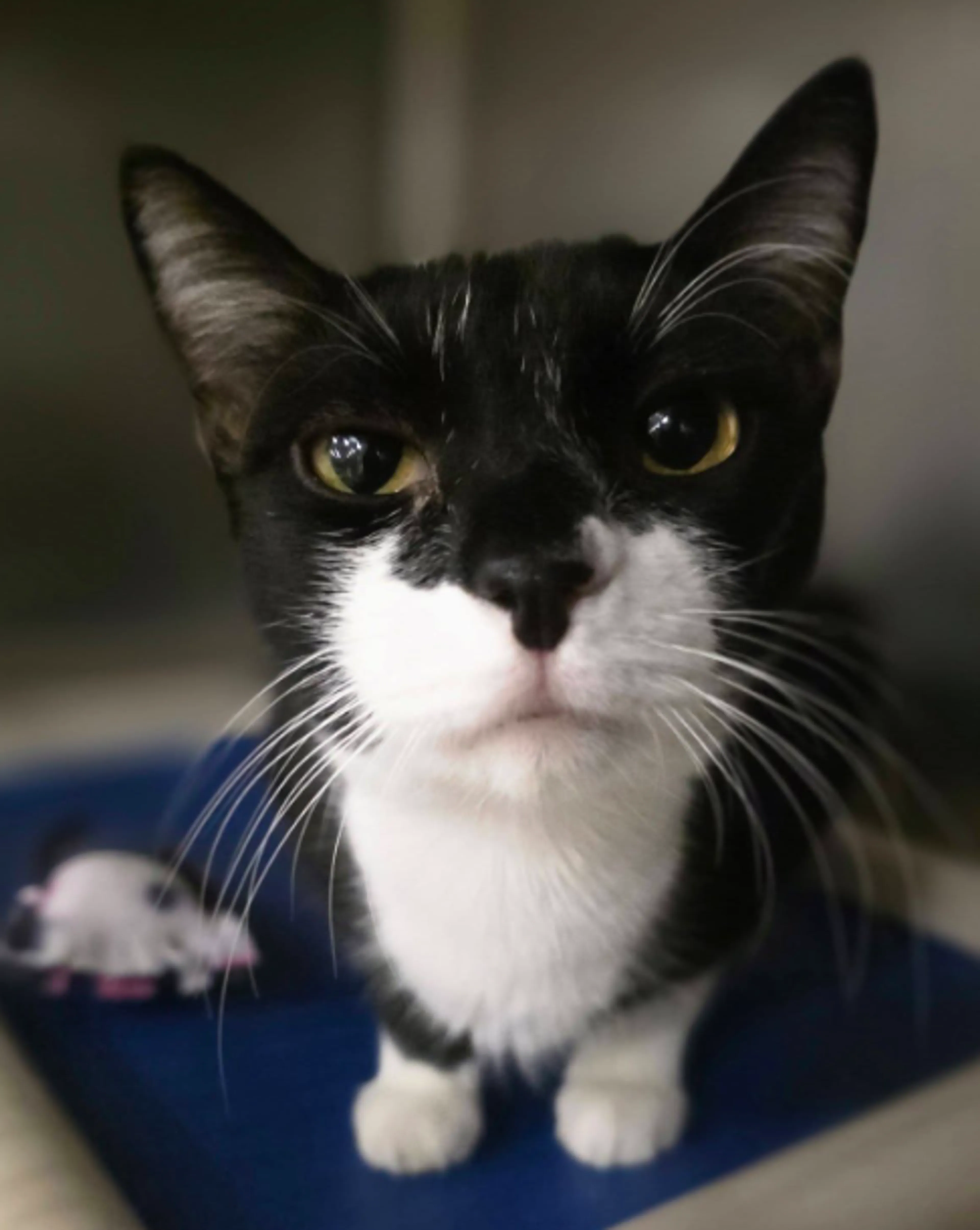 Found pet-1