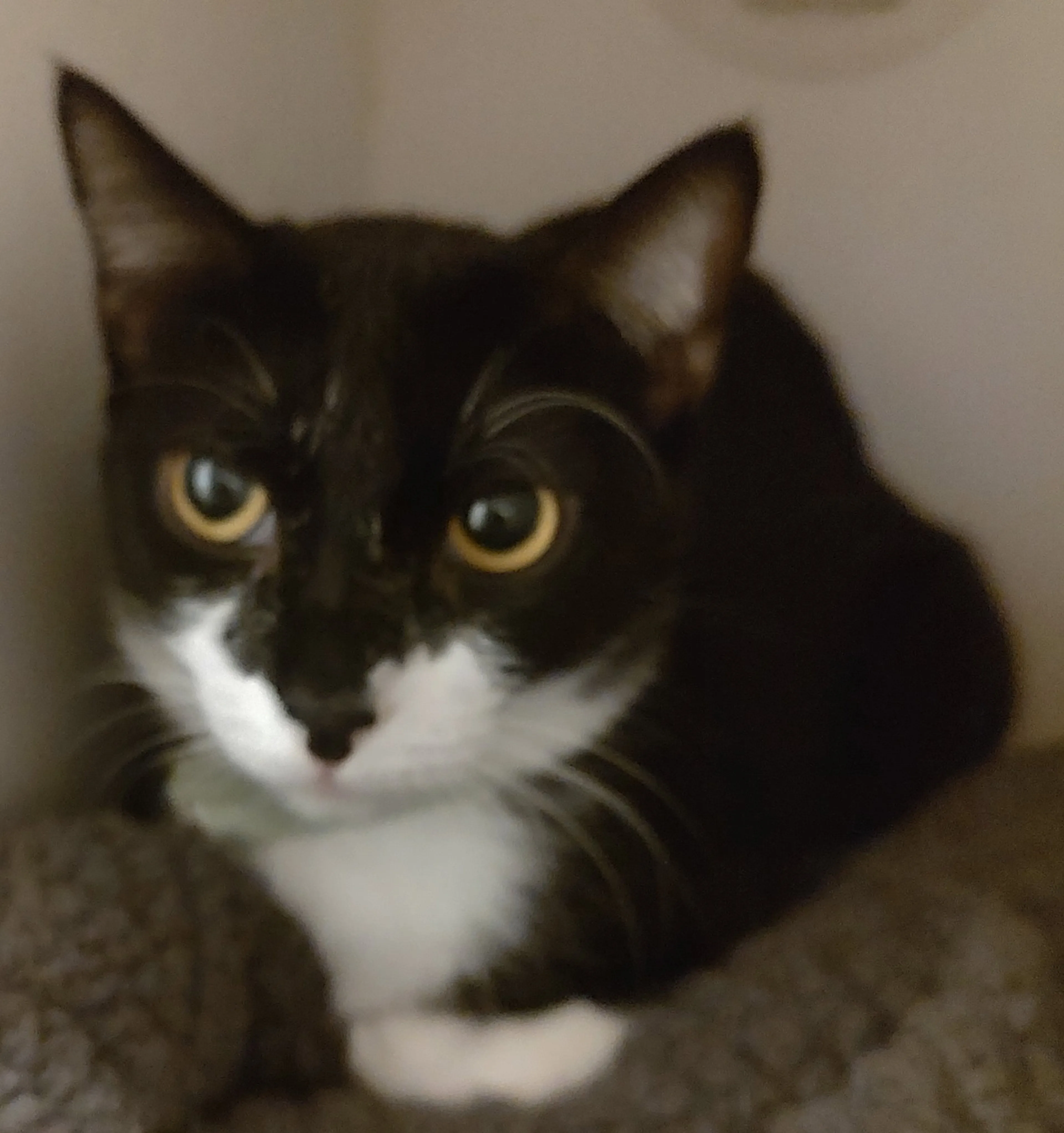 Found pet-2