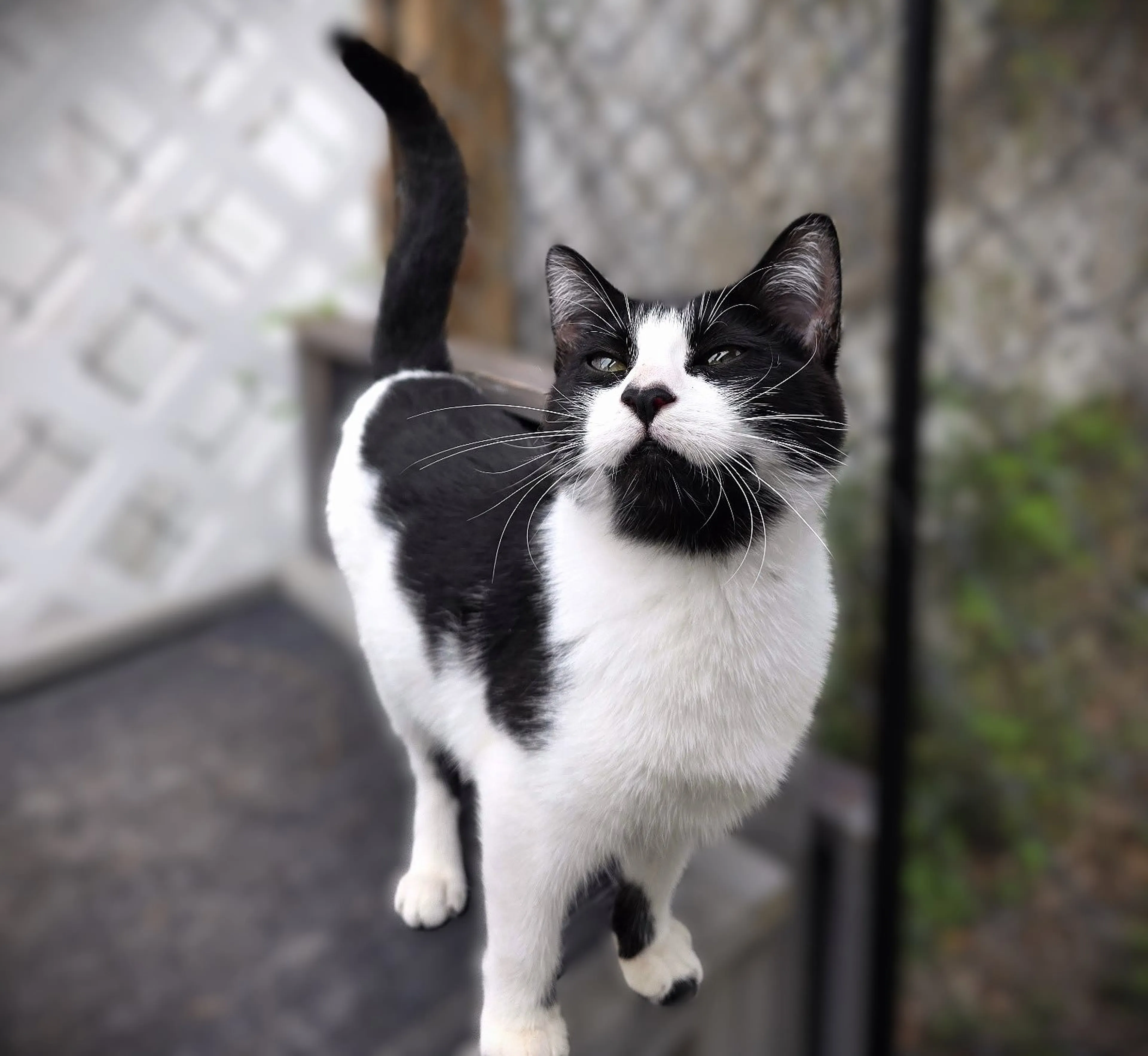 Found pet-0