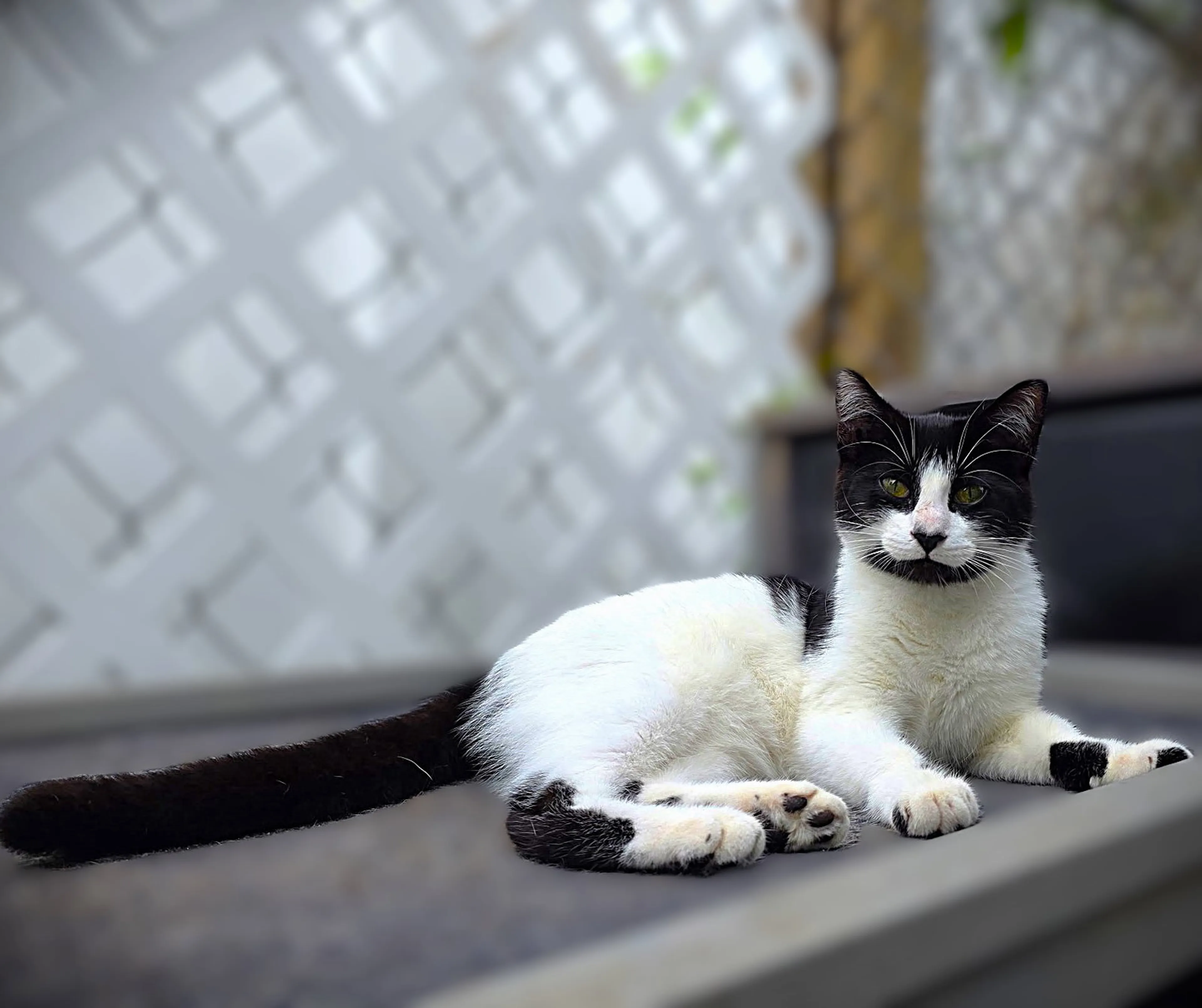 Found pet-1
