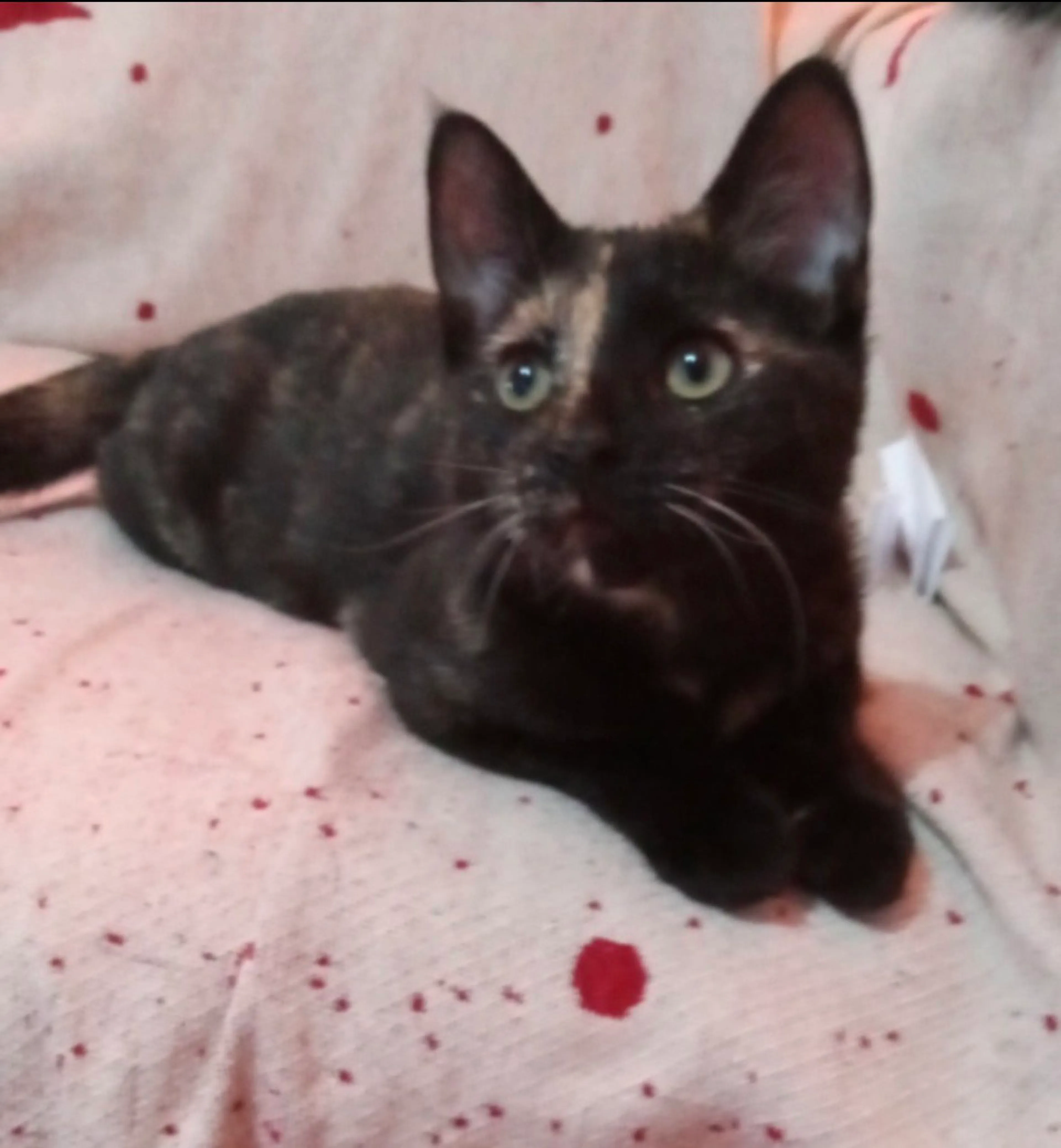Found pet-2