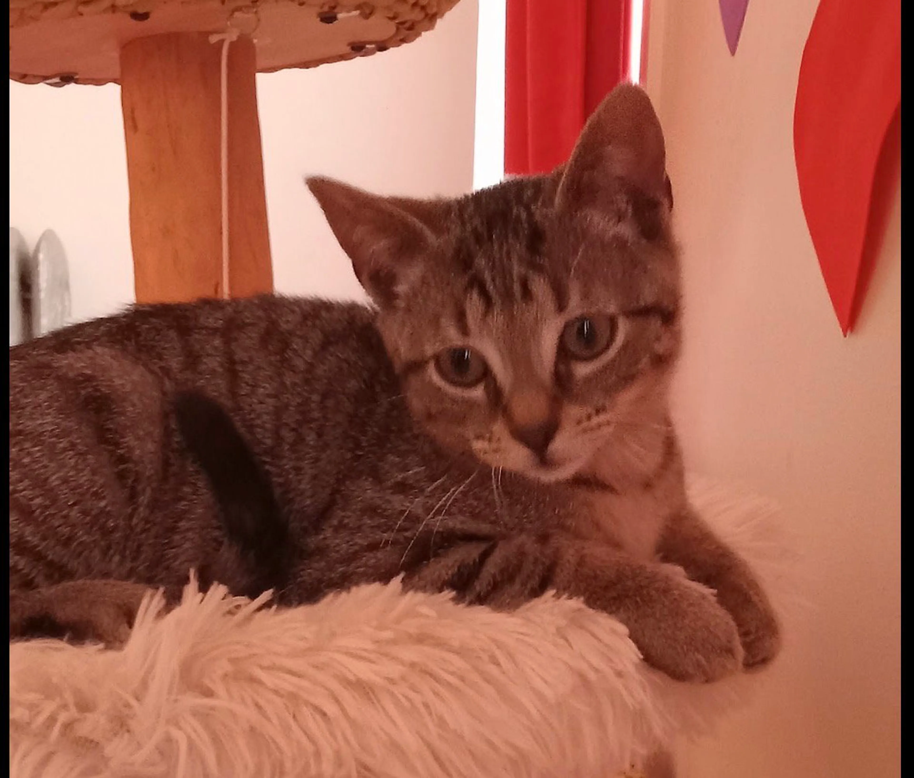 Found pet-3