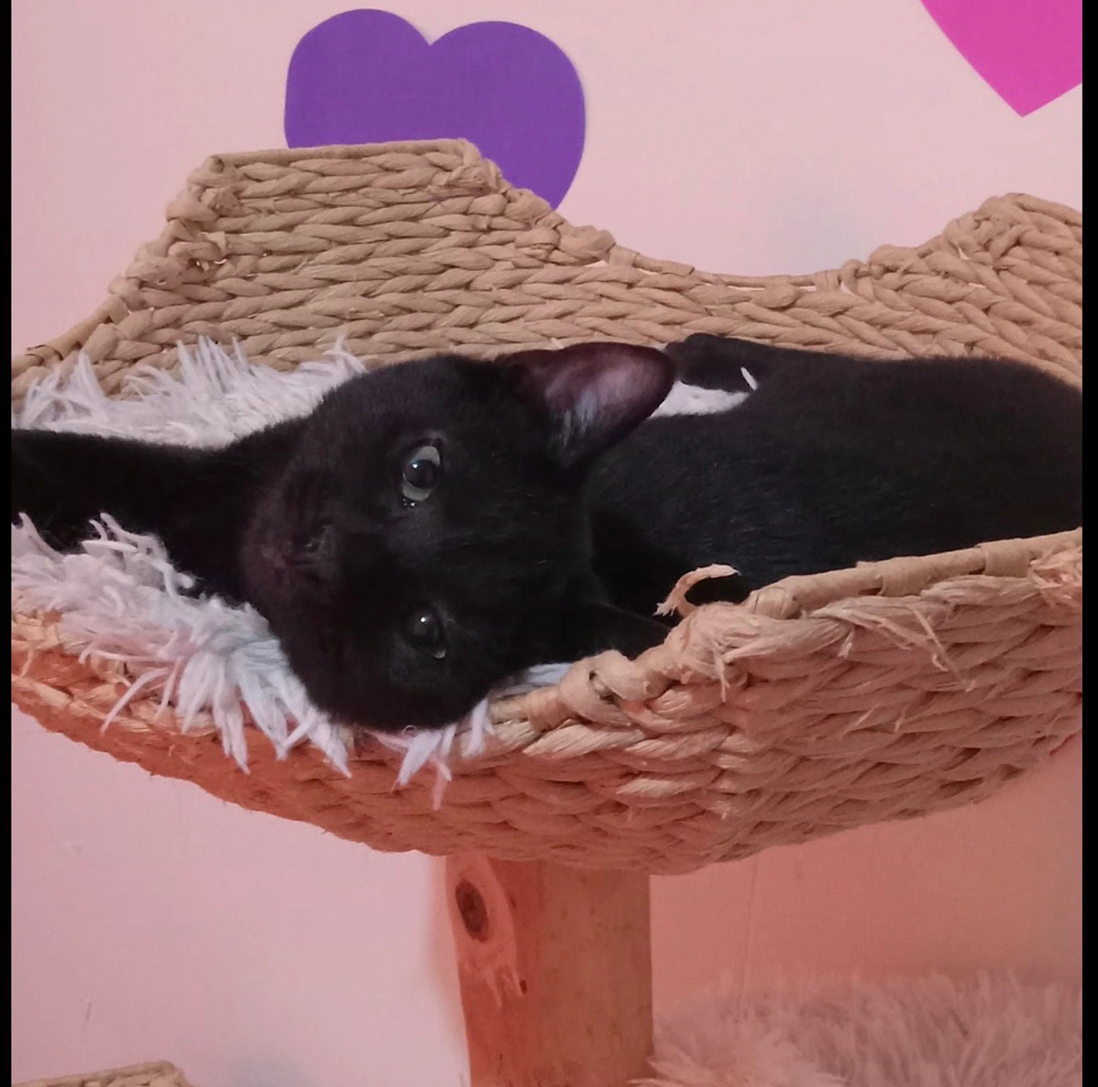 Found pet-2