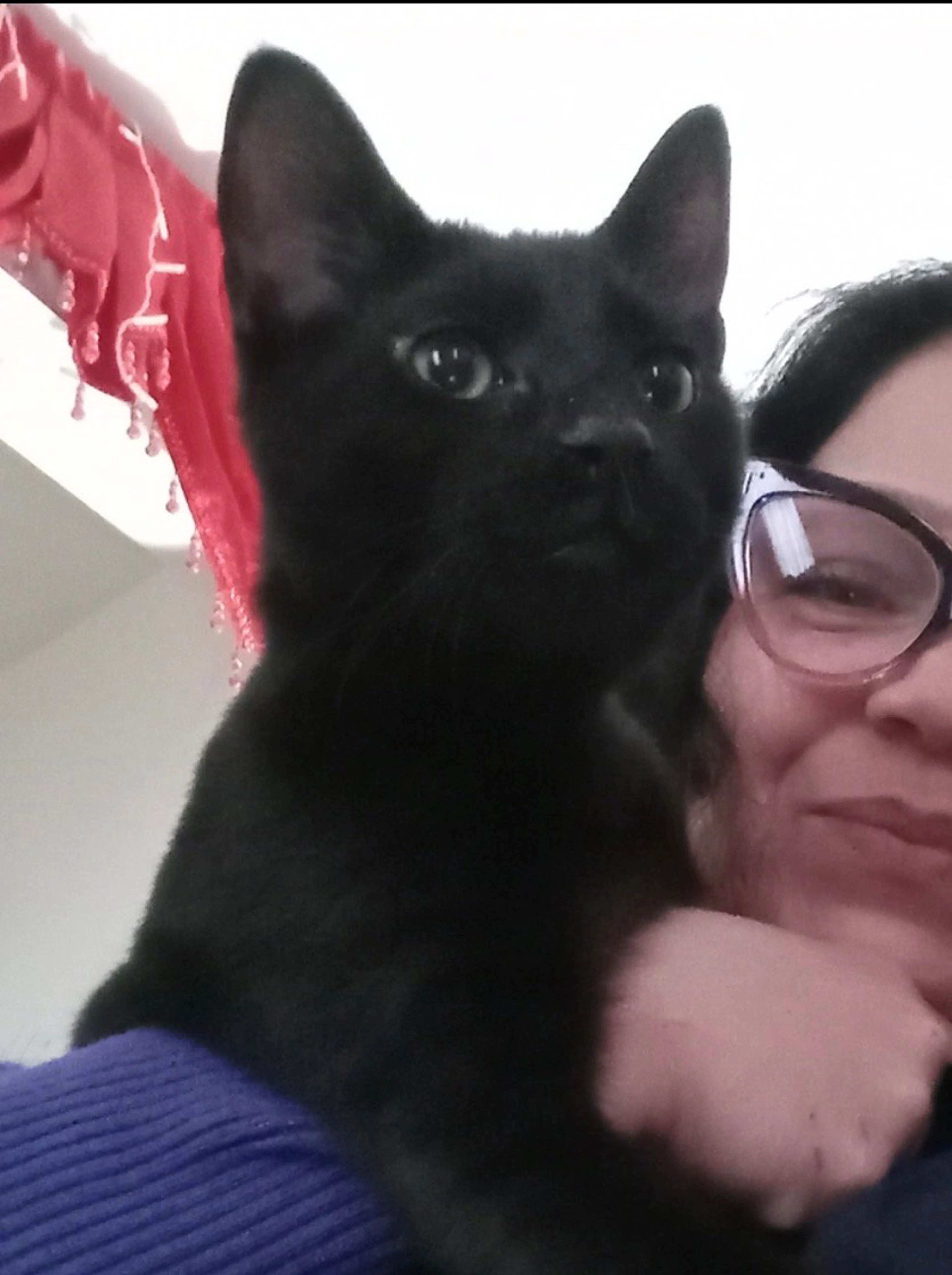 Found pet-1