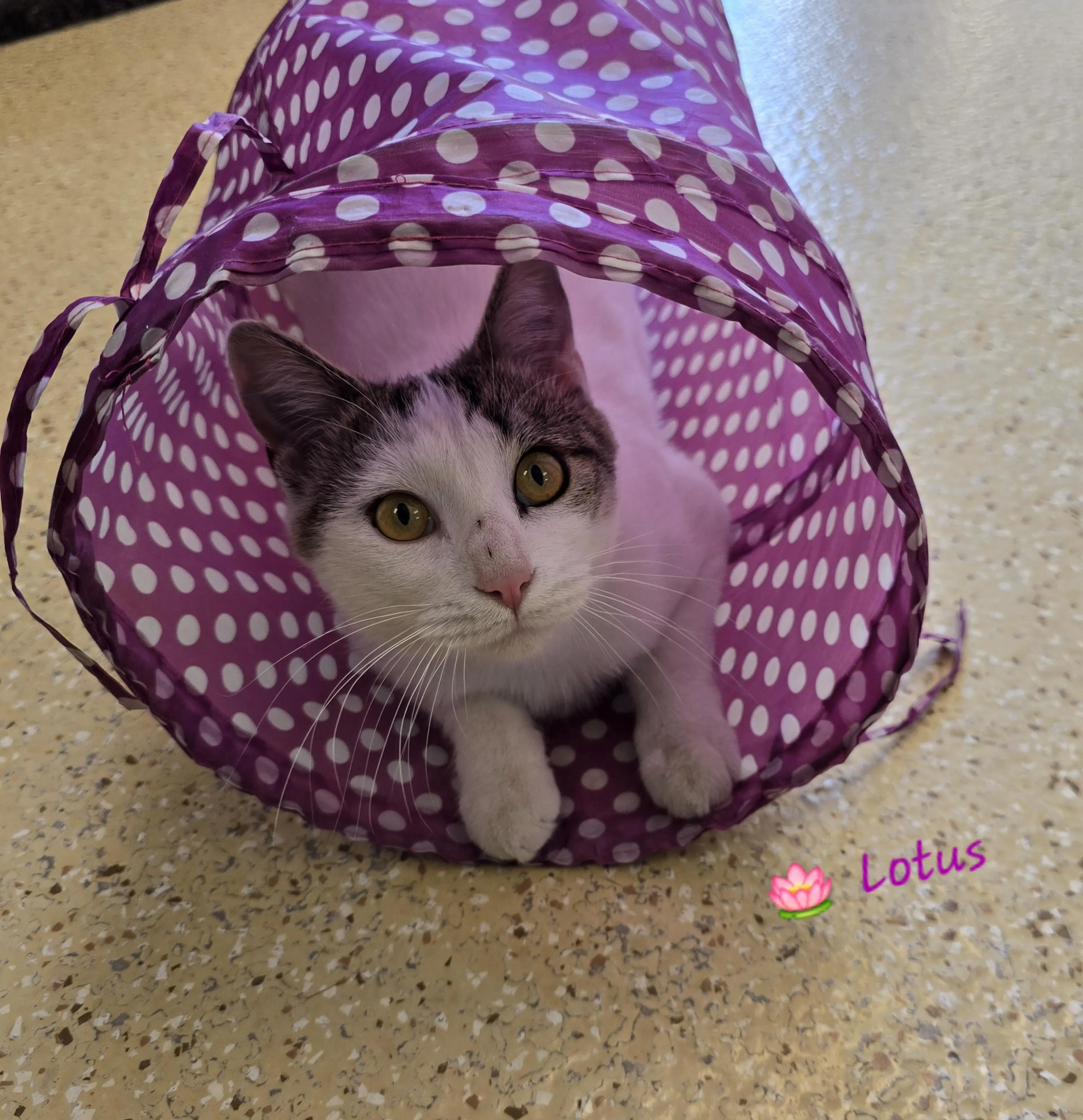 Found pet-1
