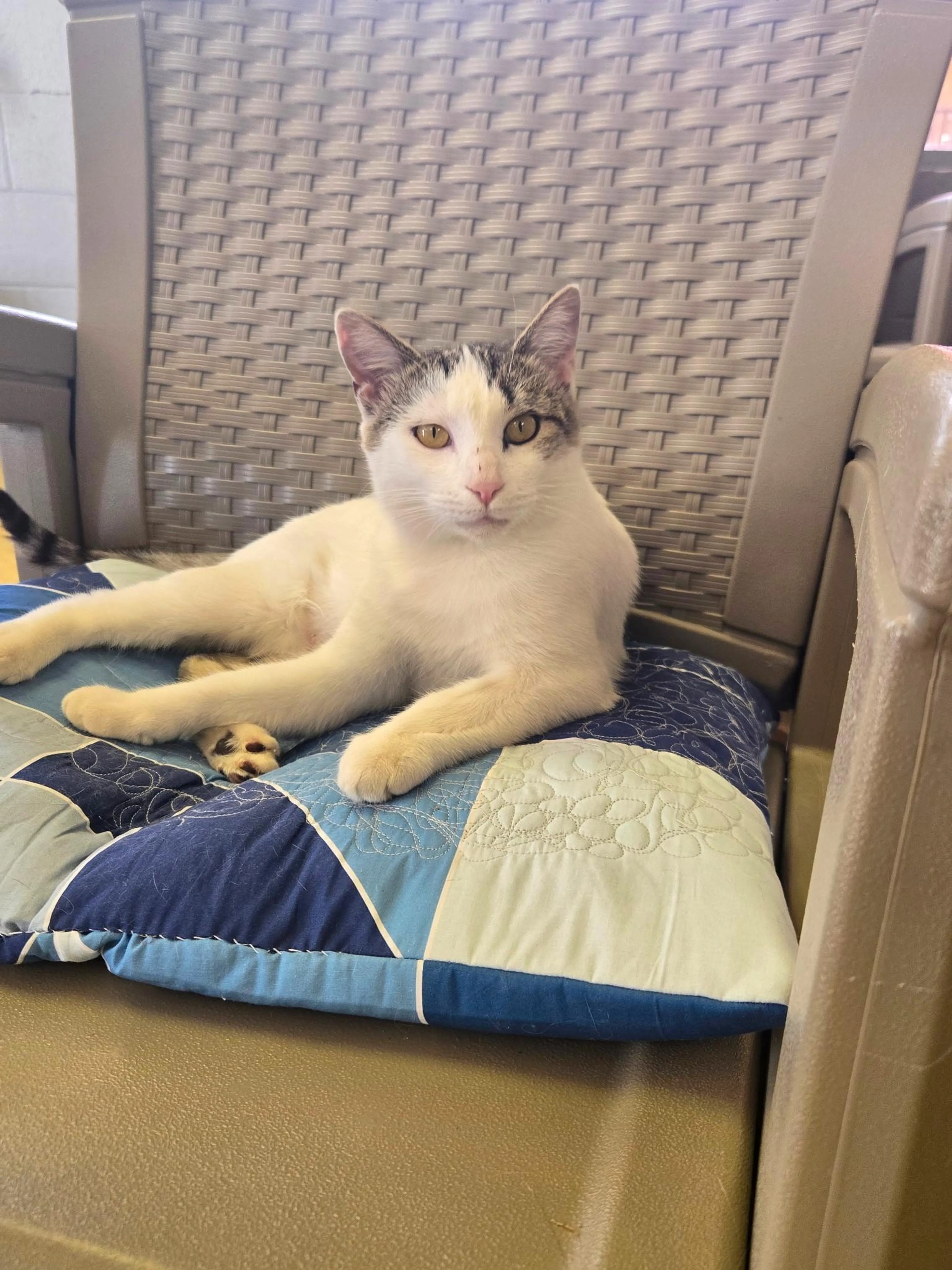 Found pet-2