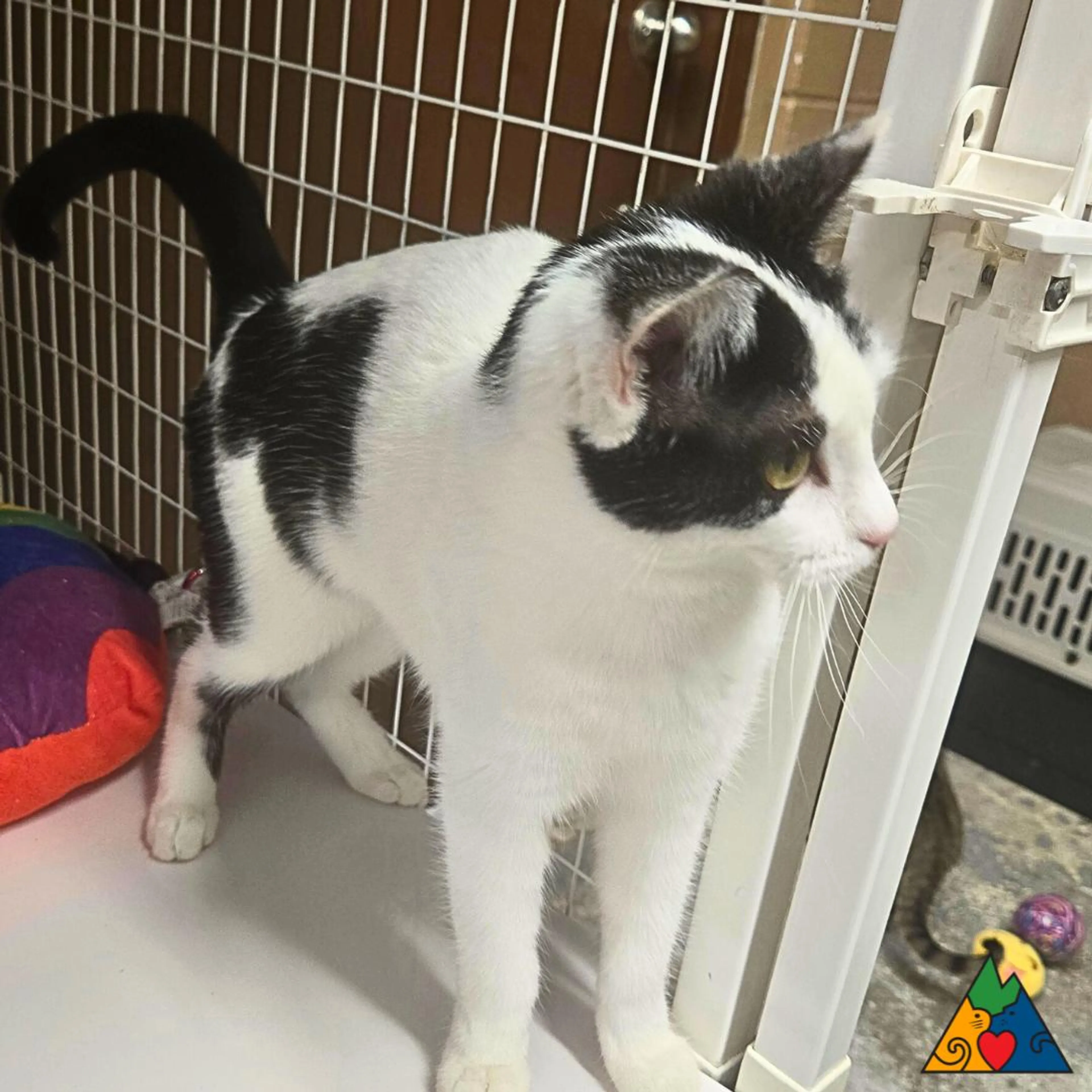 Found pet-2