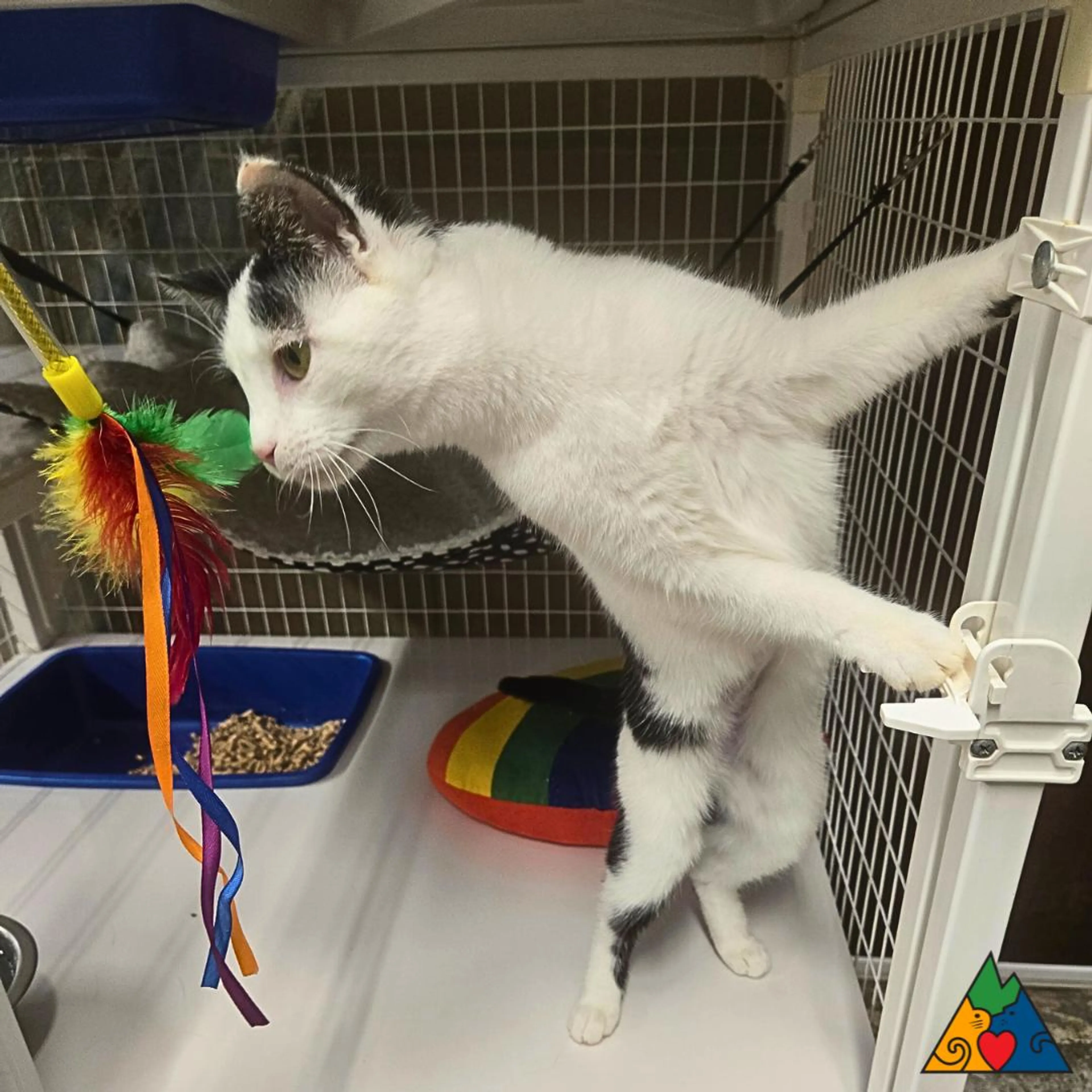 Found pet-1
