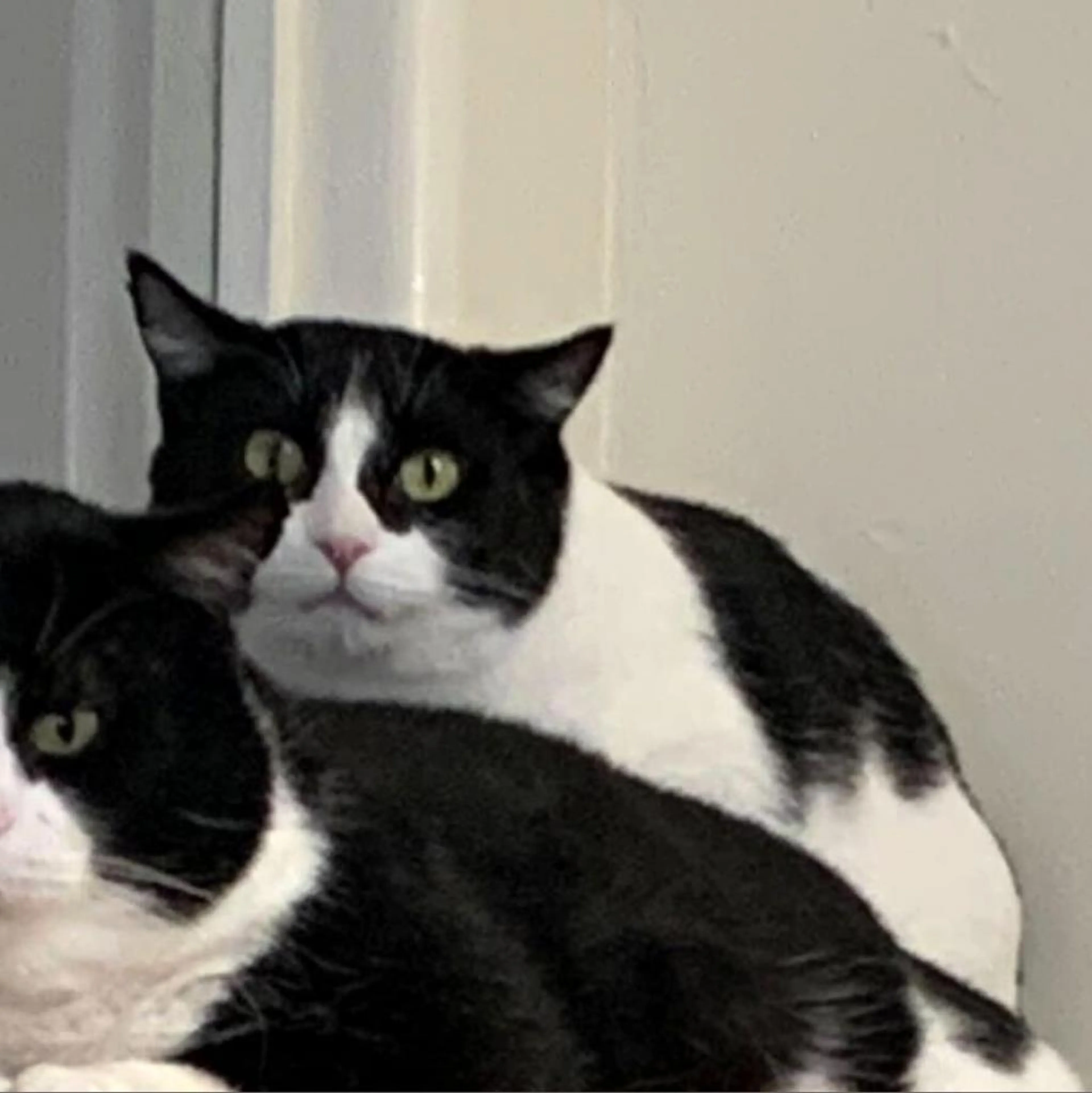 Found pet-1