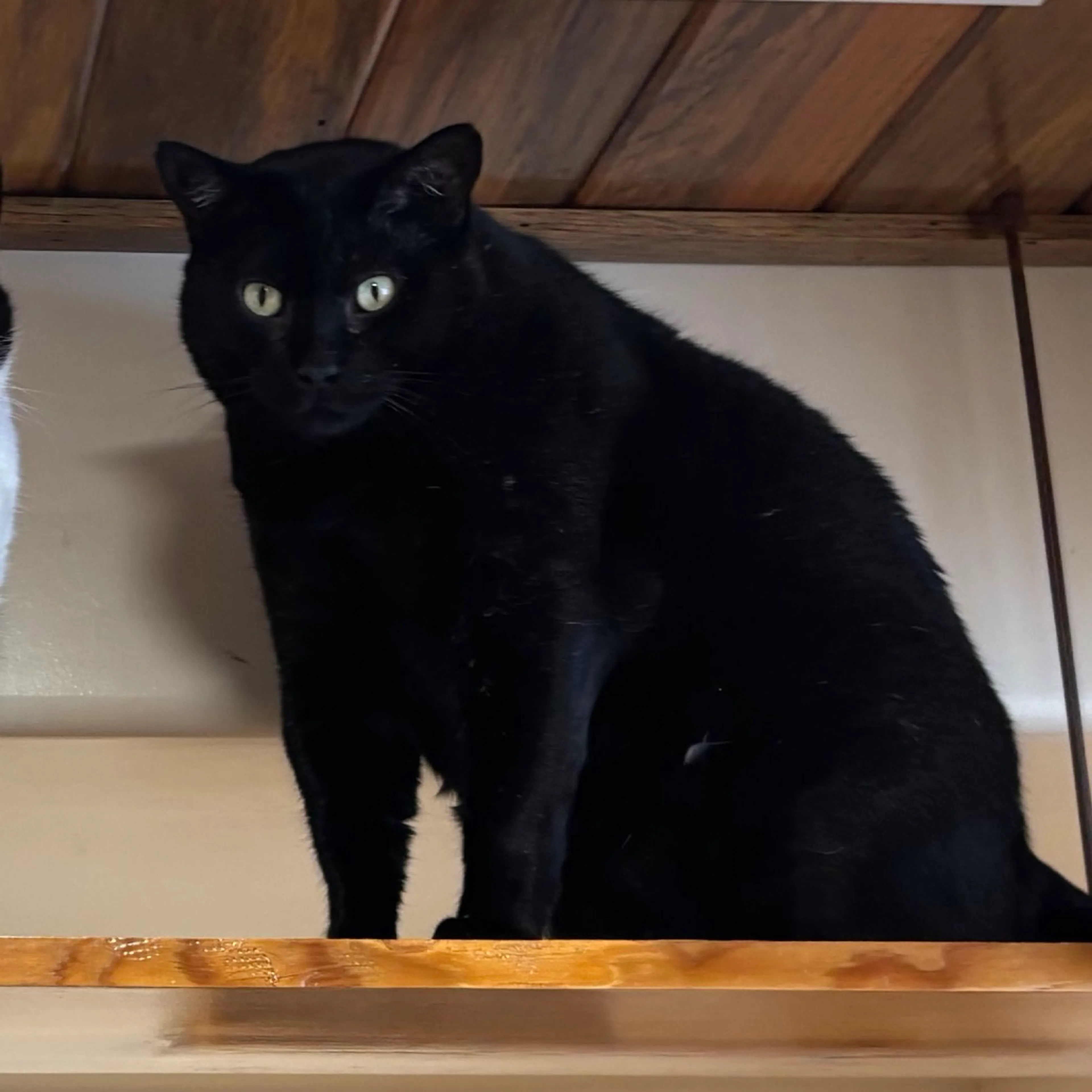 Found pet-0