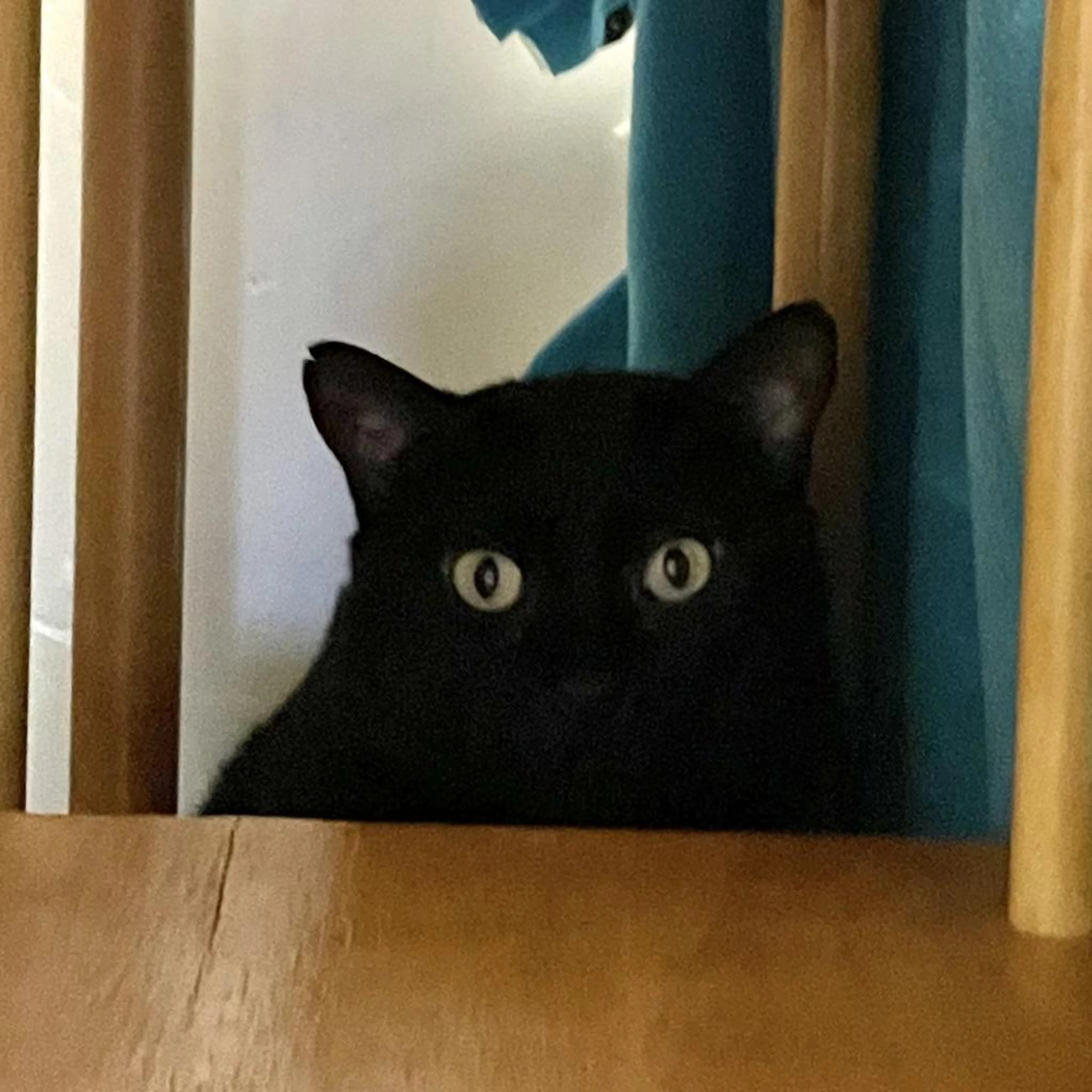 Found pet-1