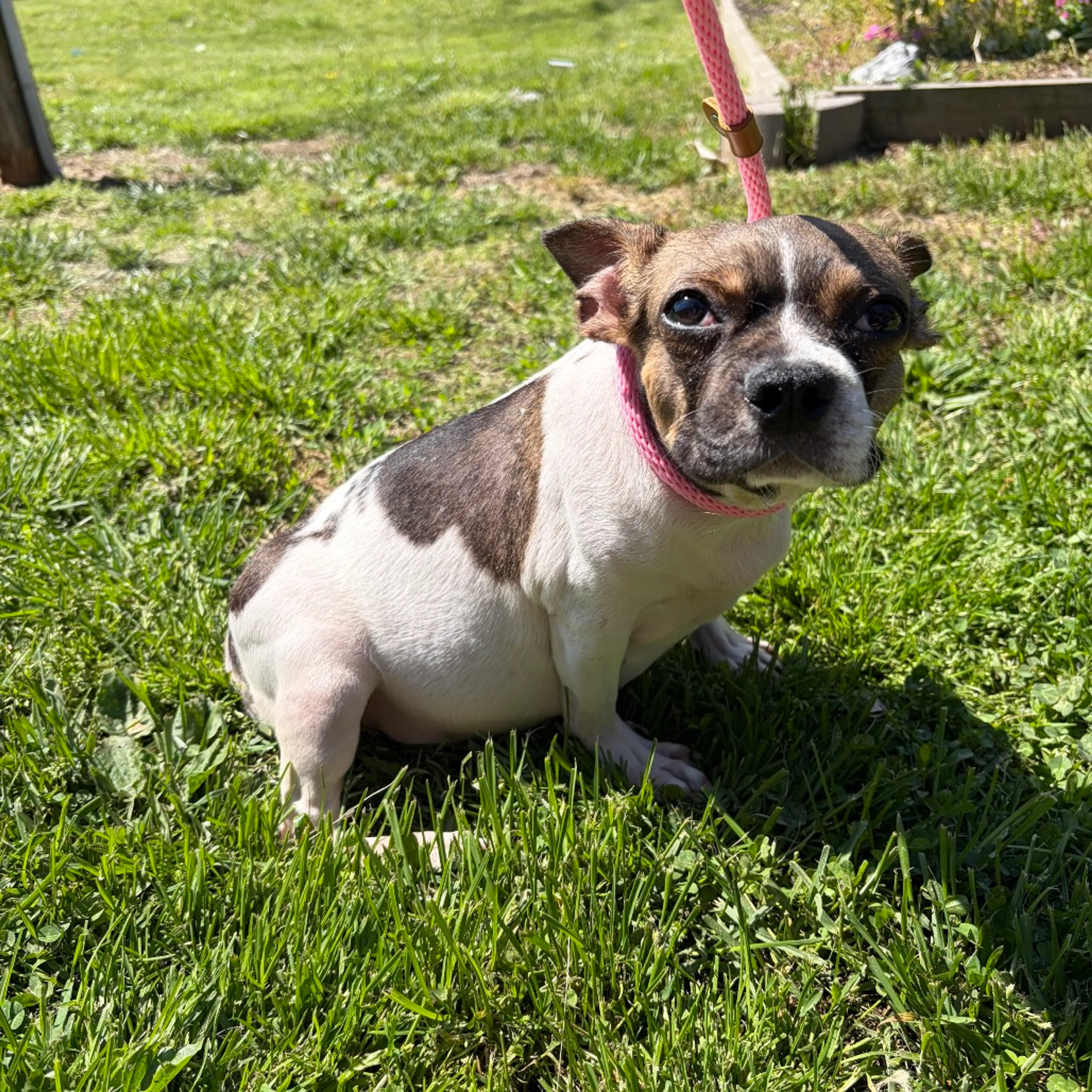 Found pet-6