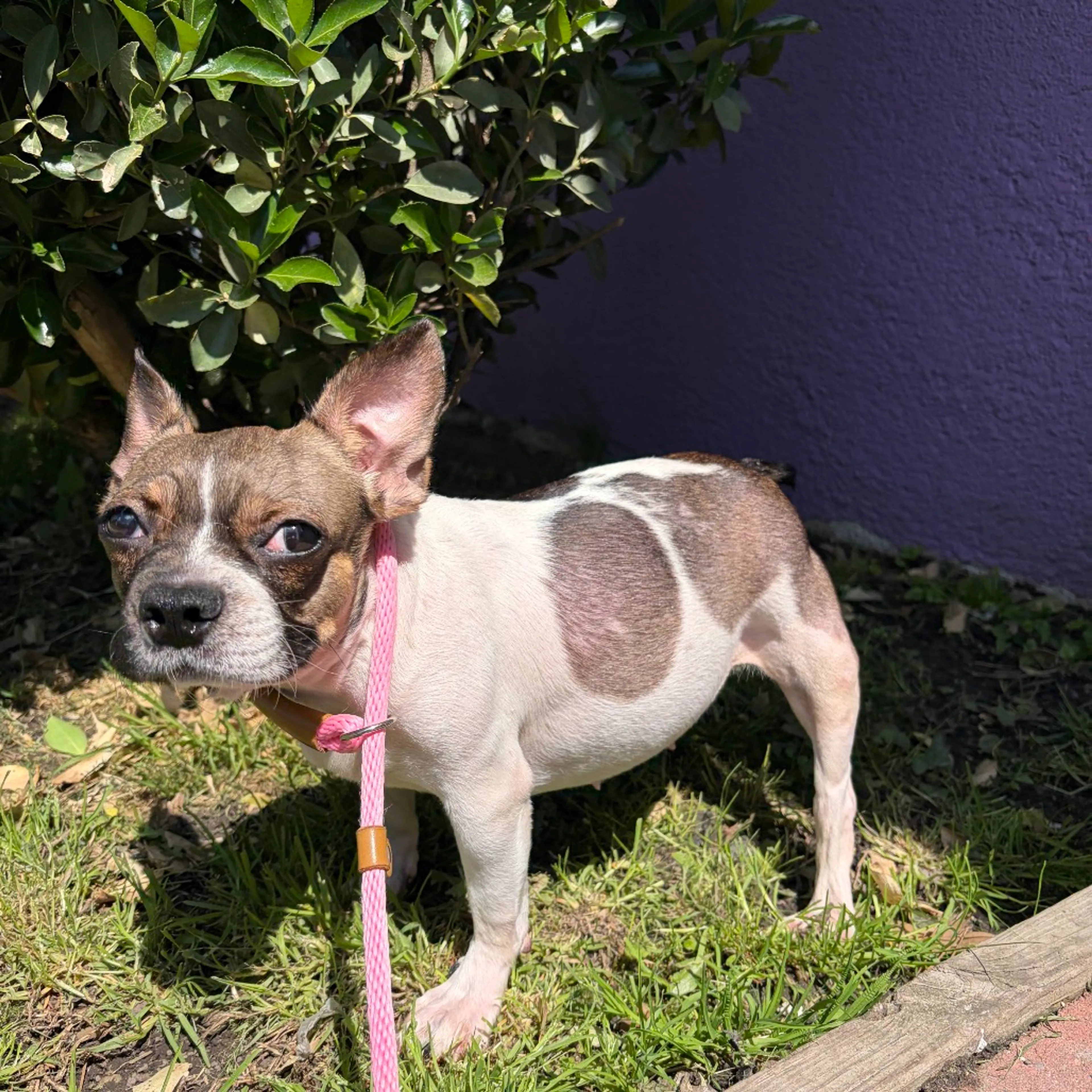 Found pet-5