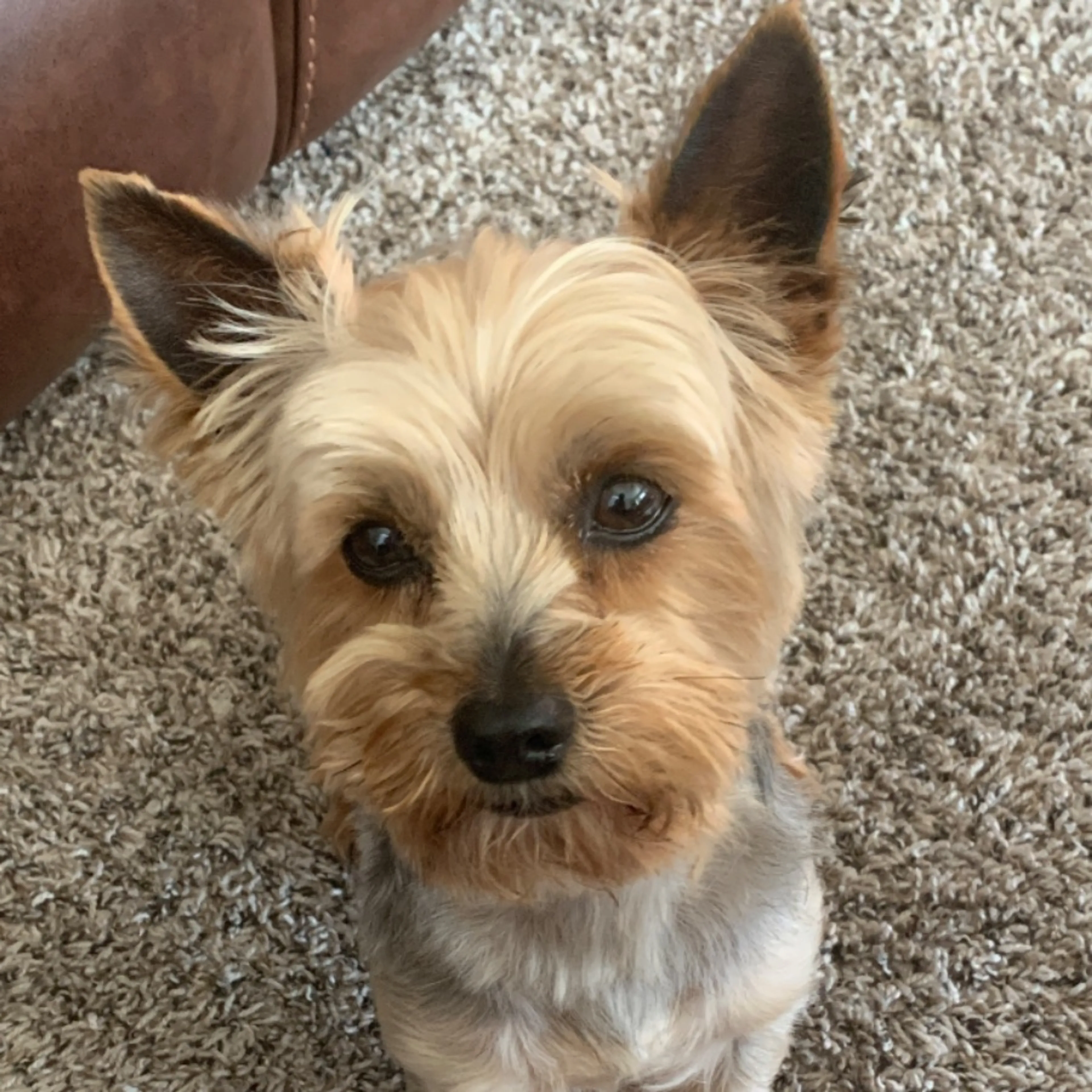 Lost pet