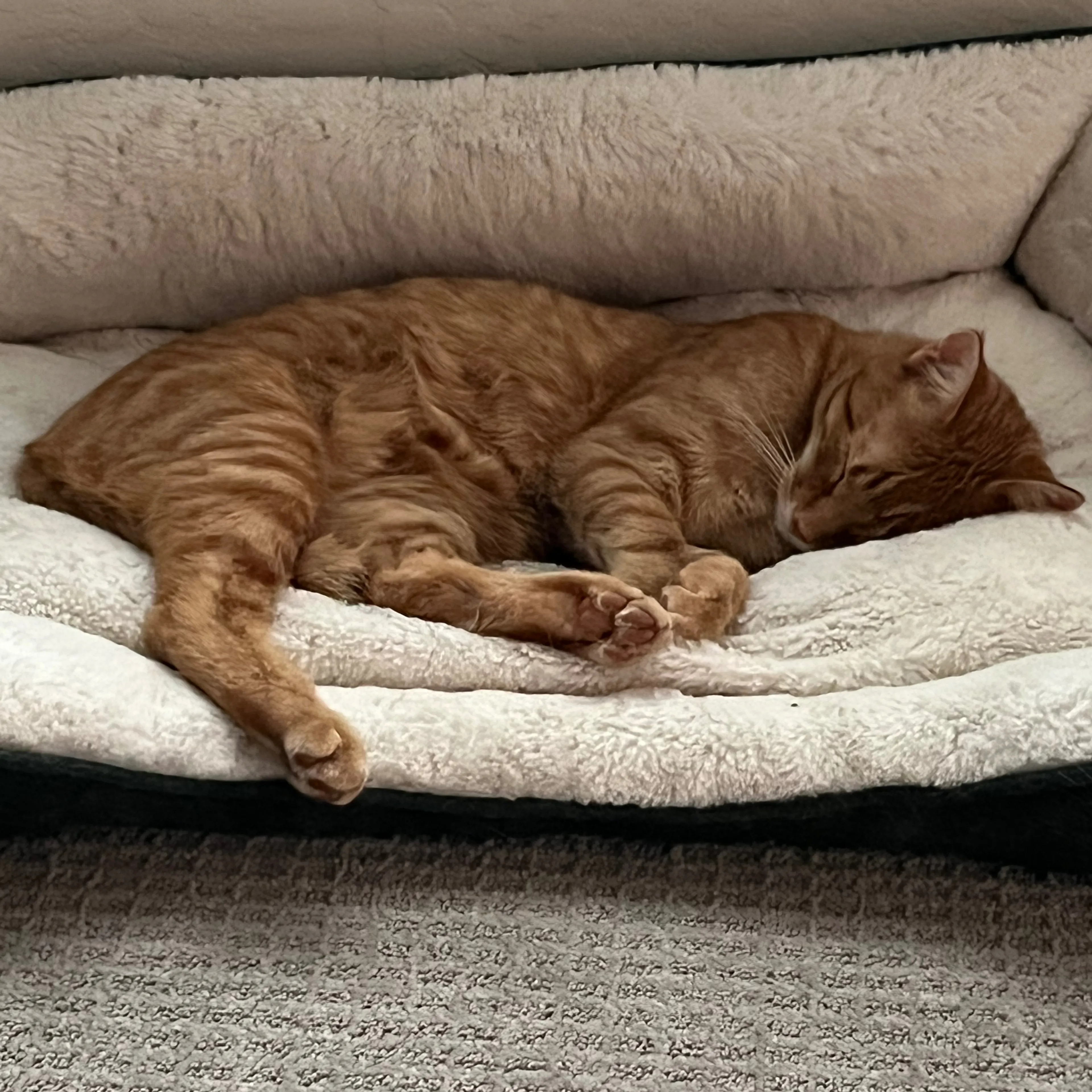 Lost pet-2