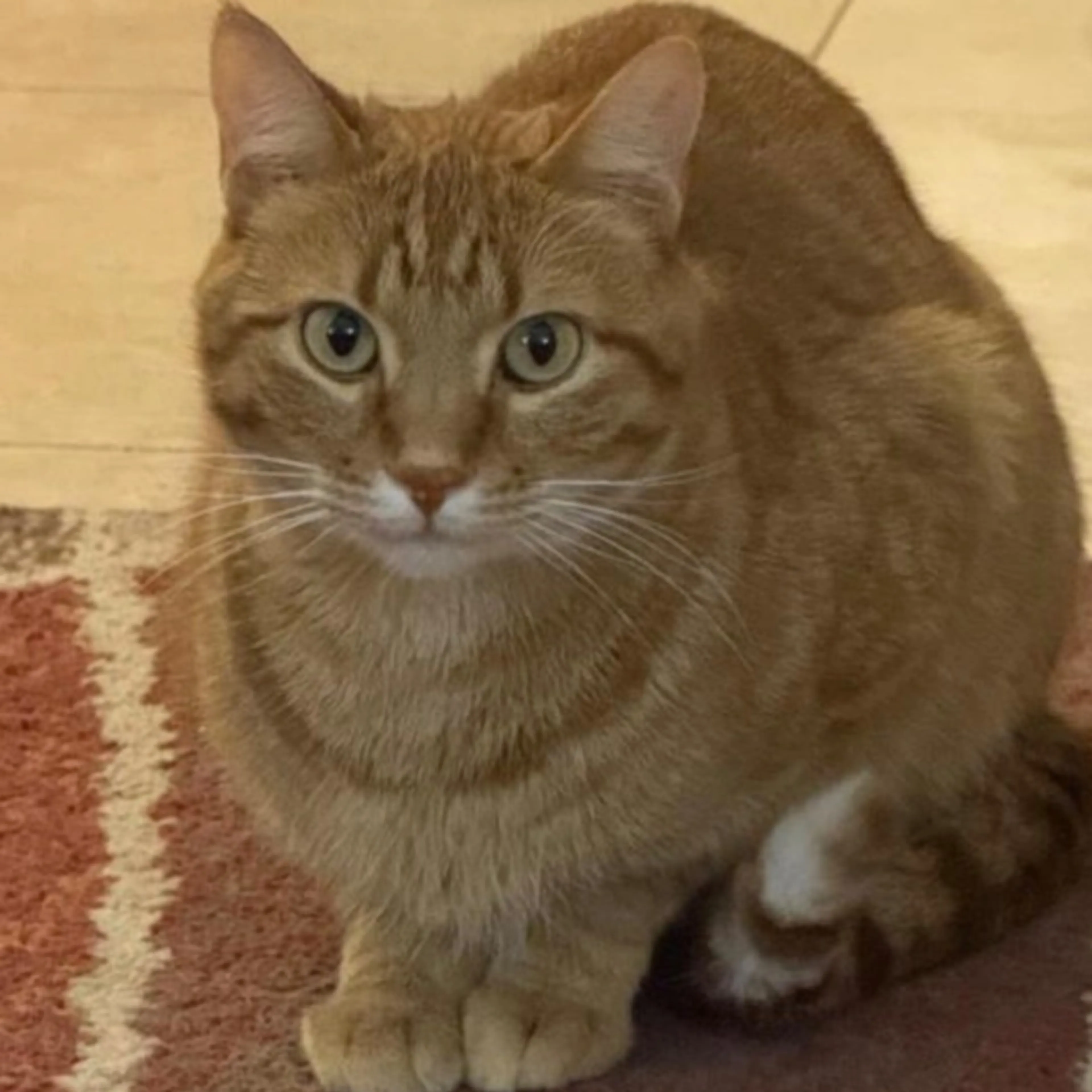 Lost pet-0