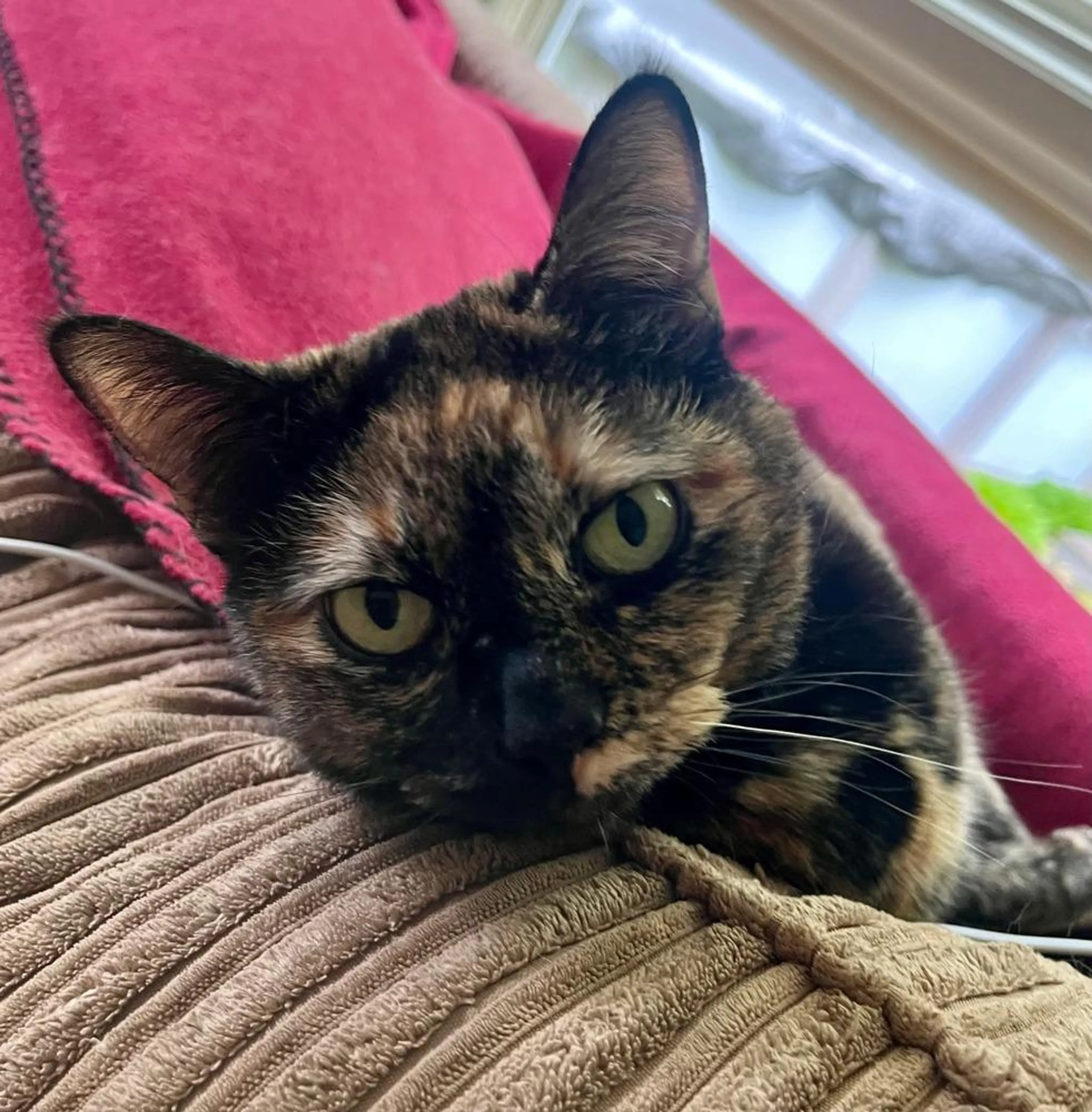 Found pet-4