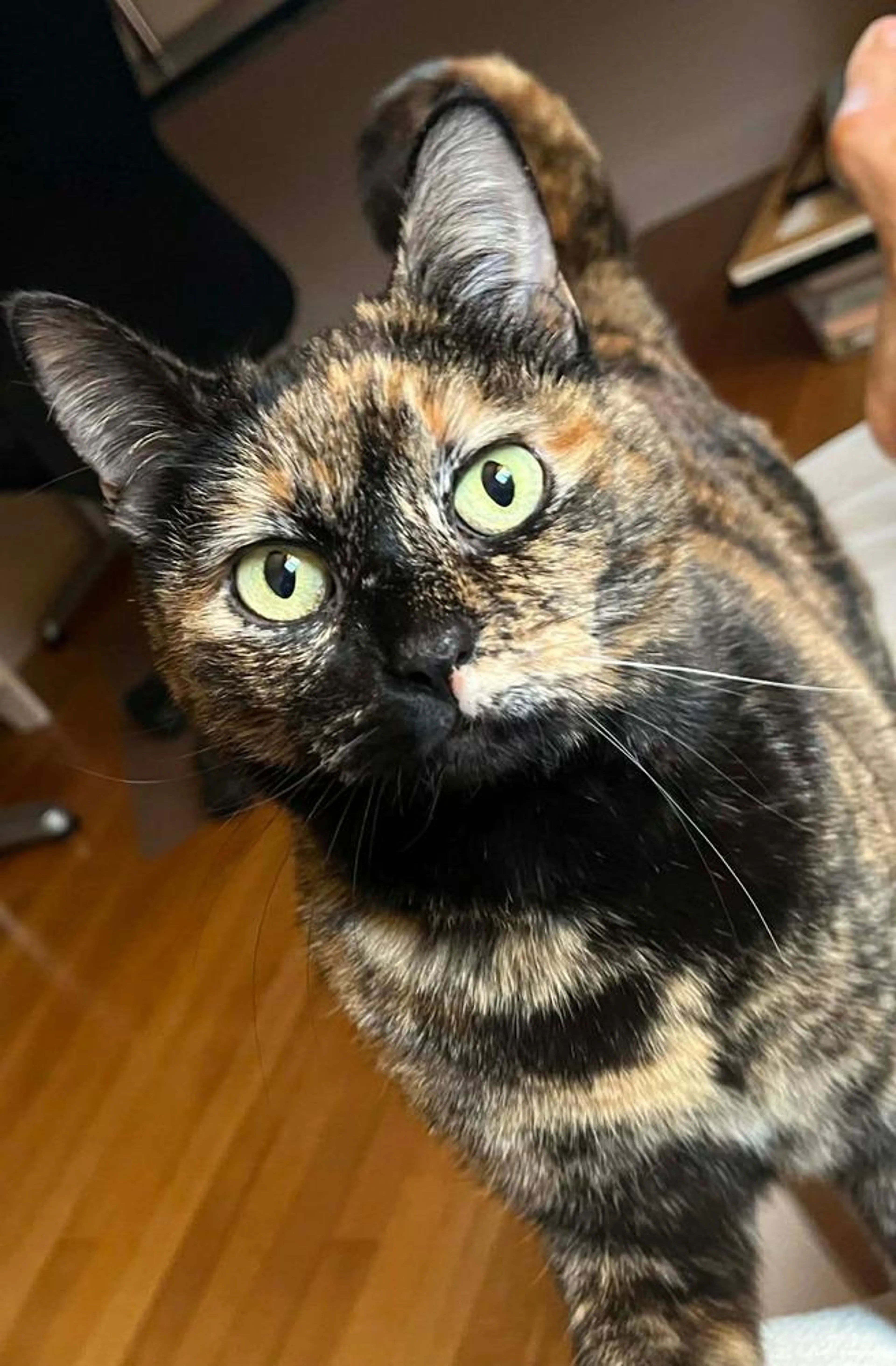 Found pet-5