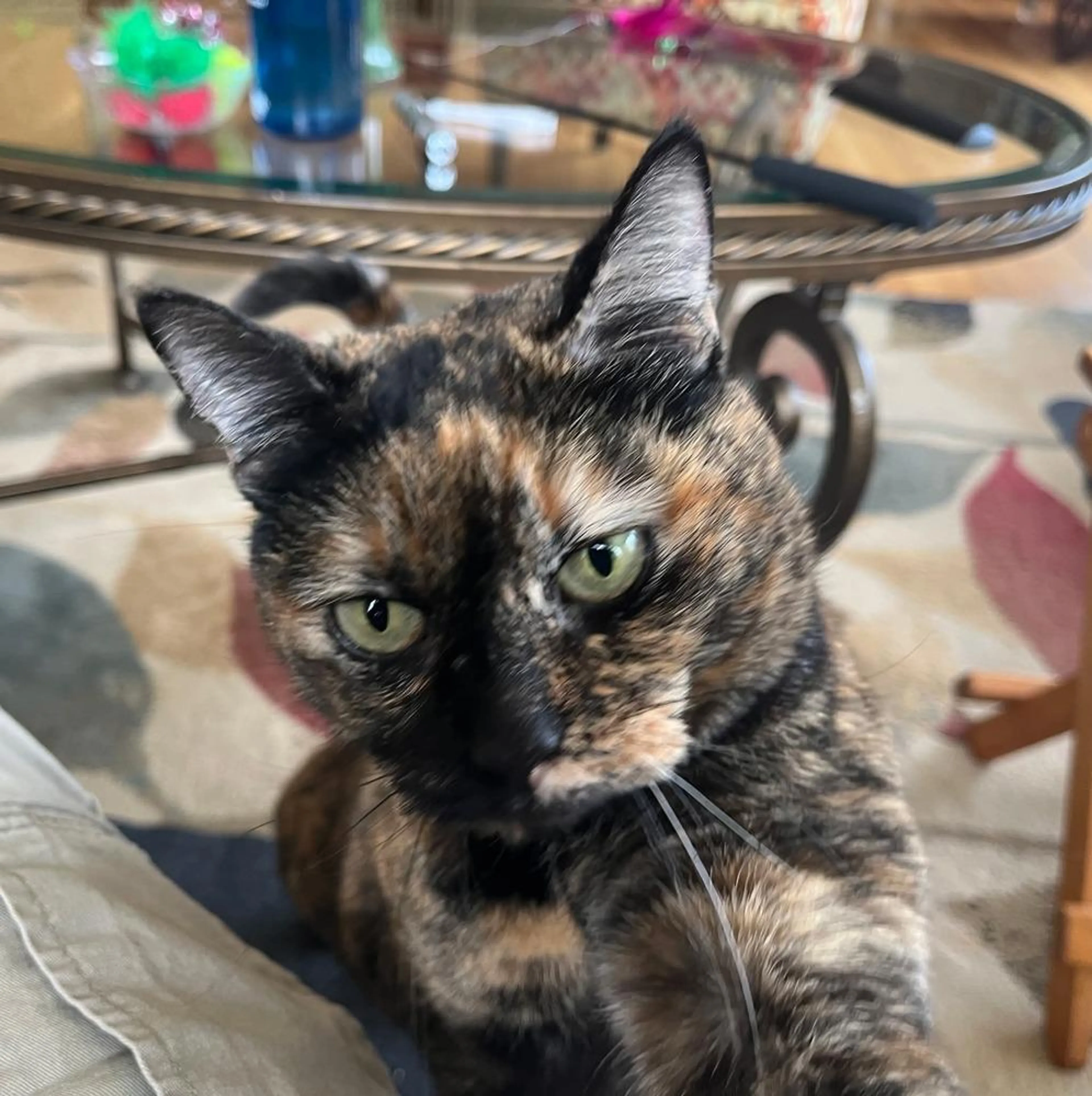 Found pet-3