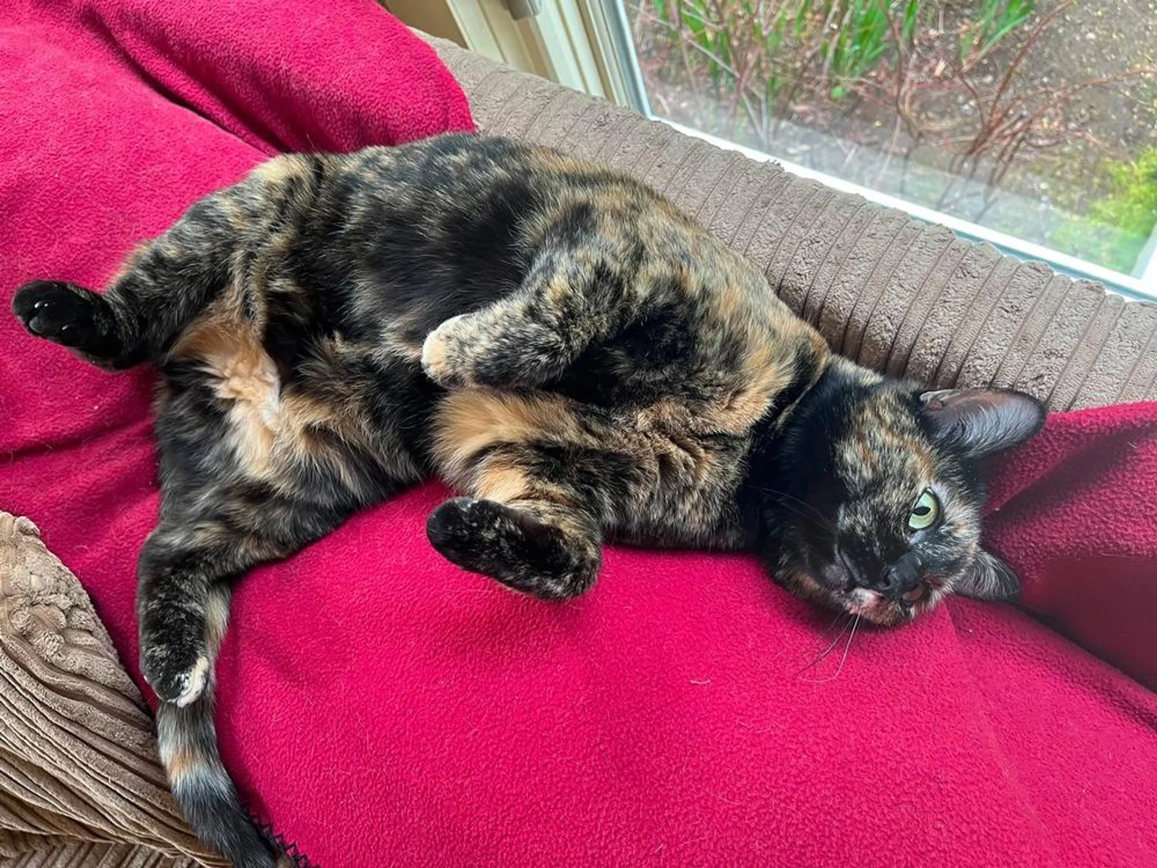 Found pet-1