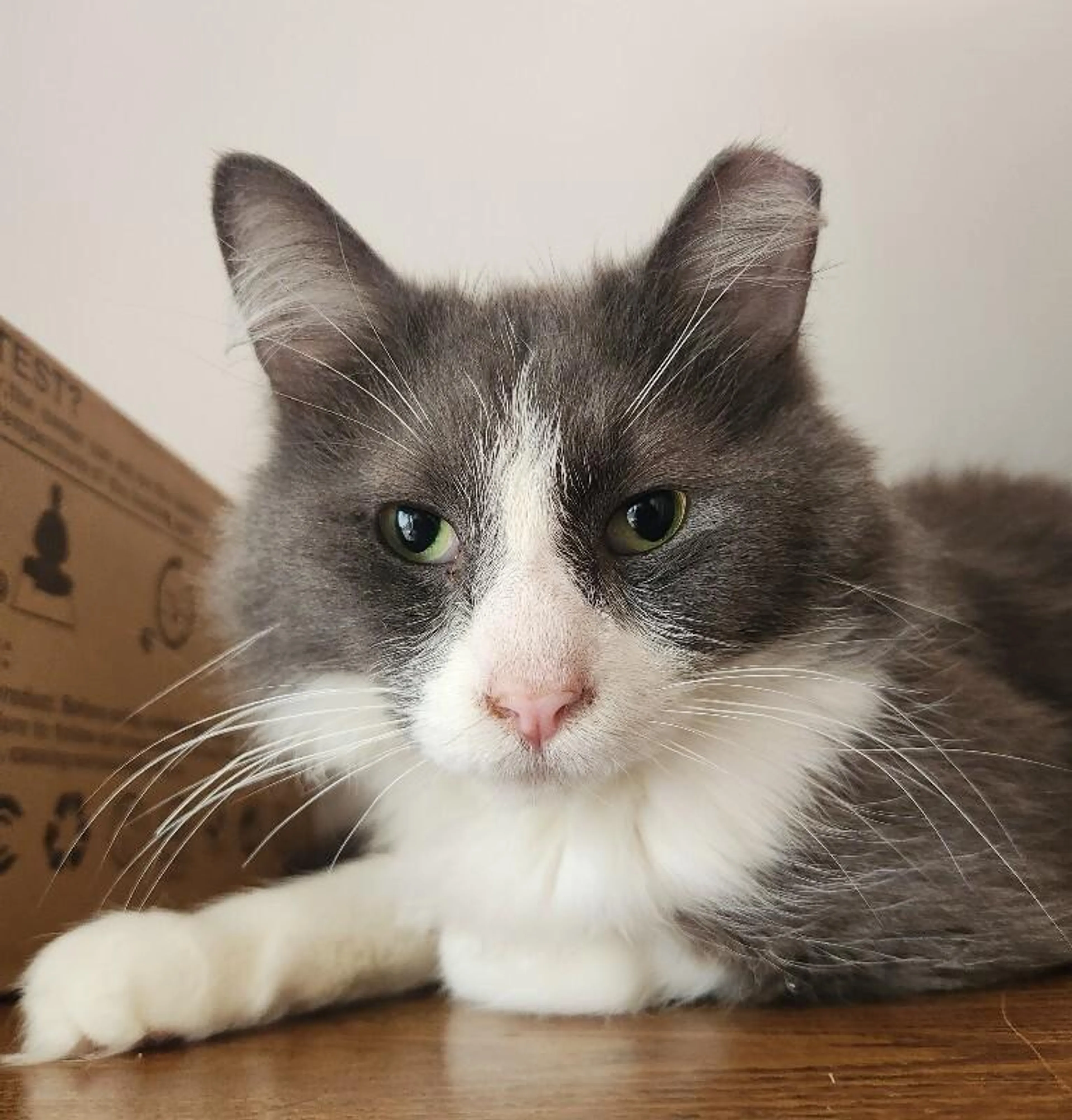 Found pet-1