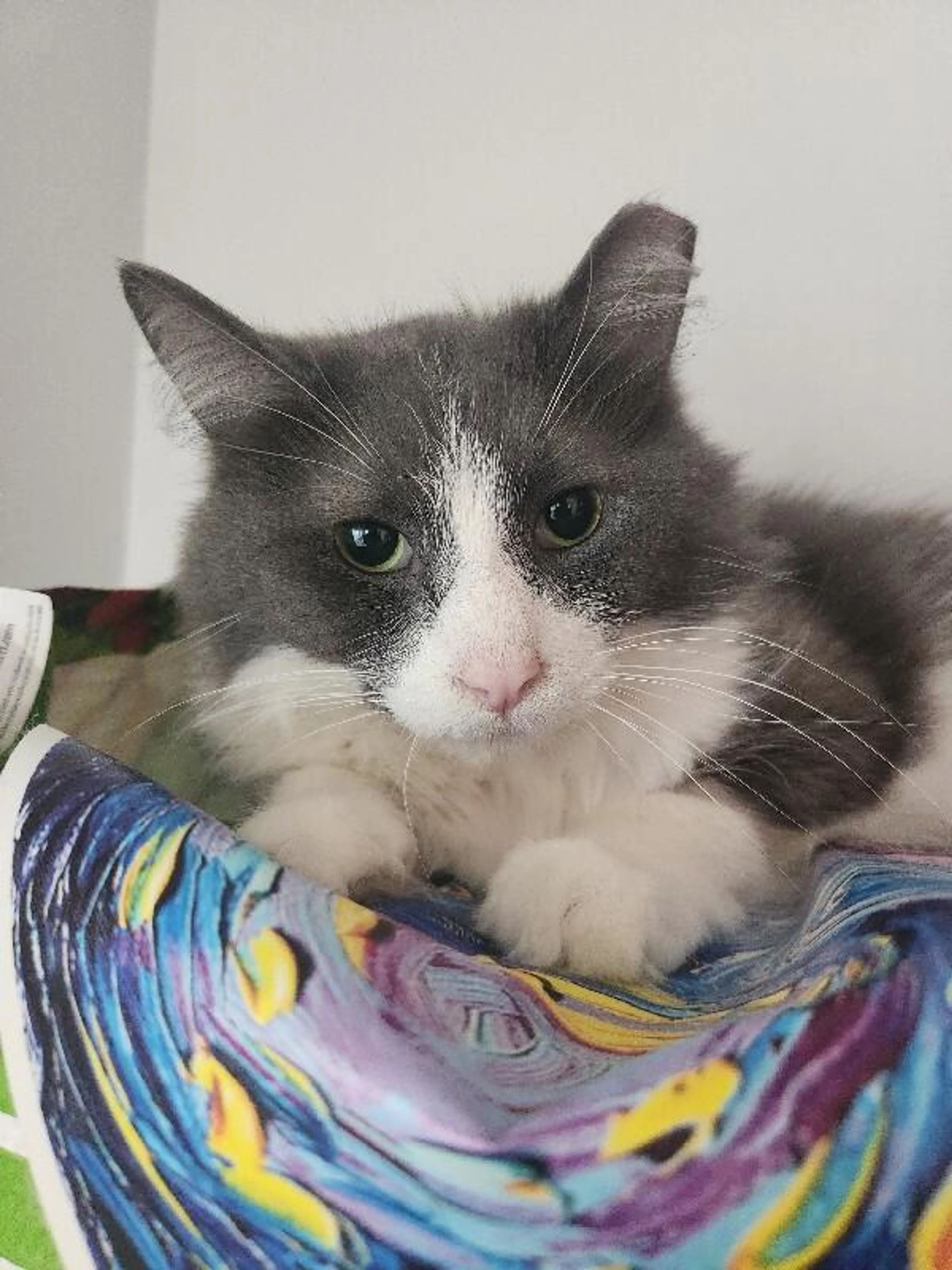 Found pet-3