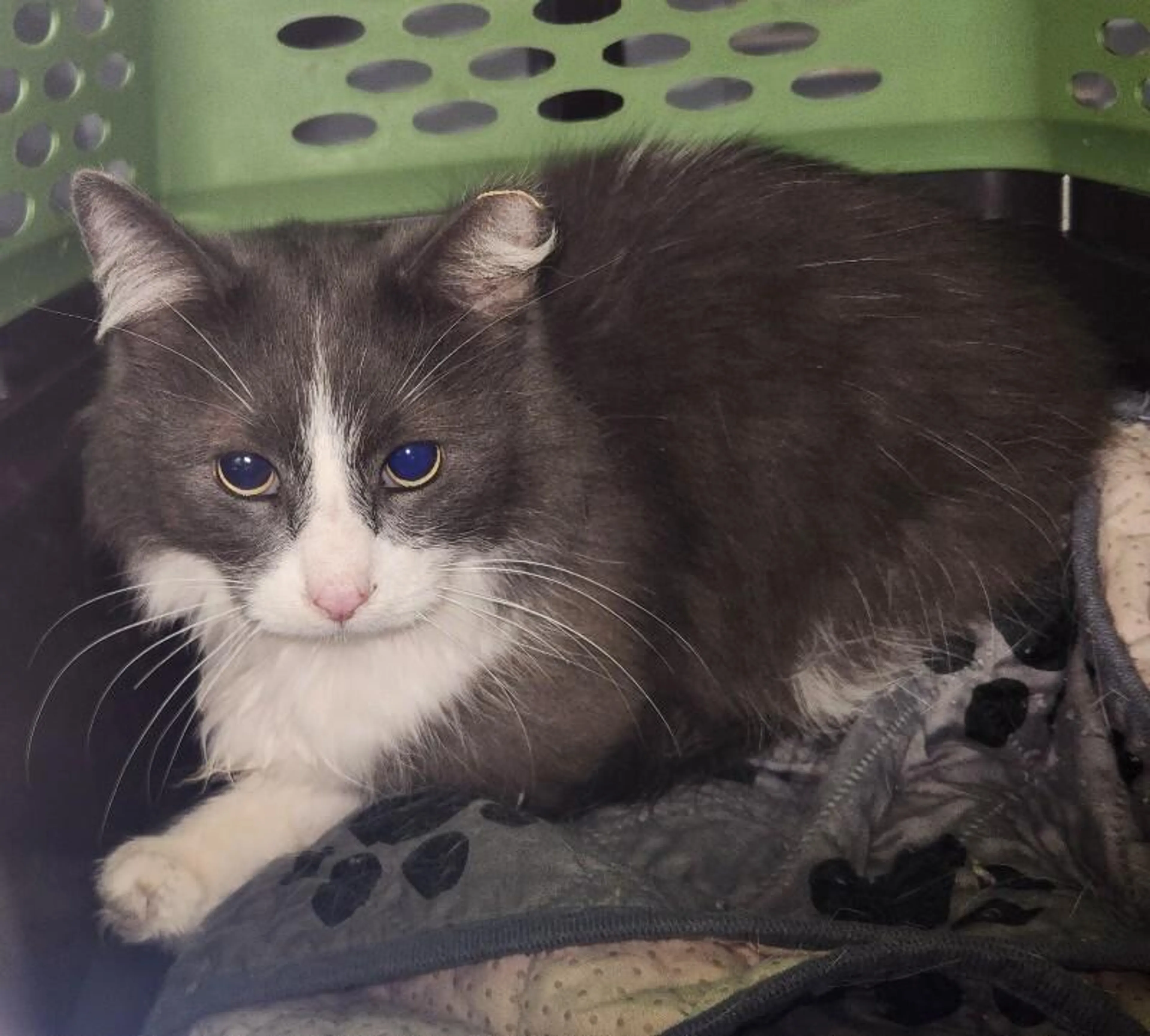 Found pet-2
