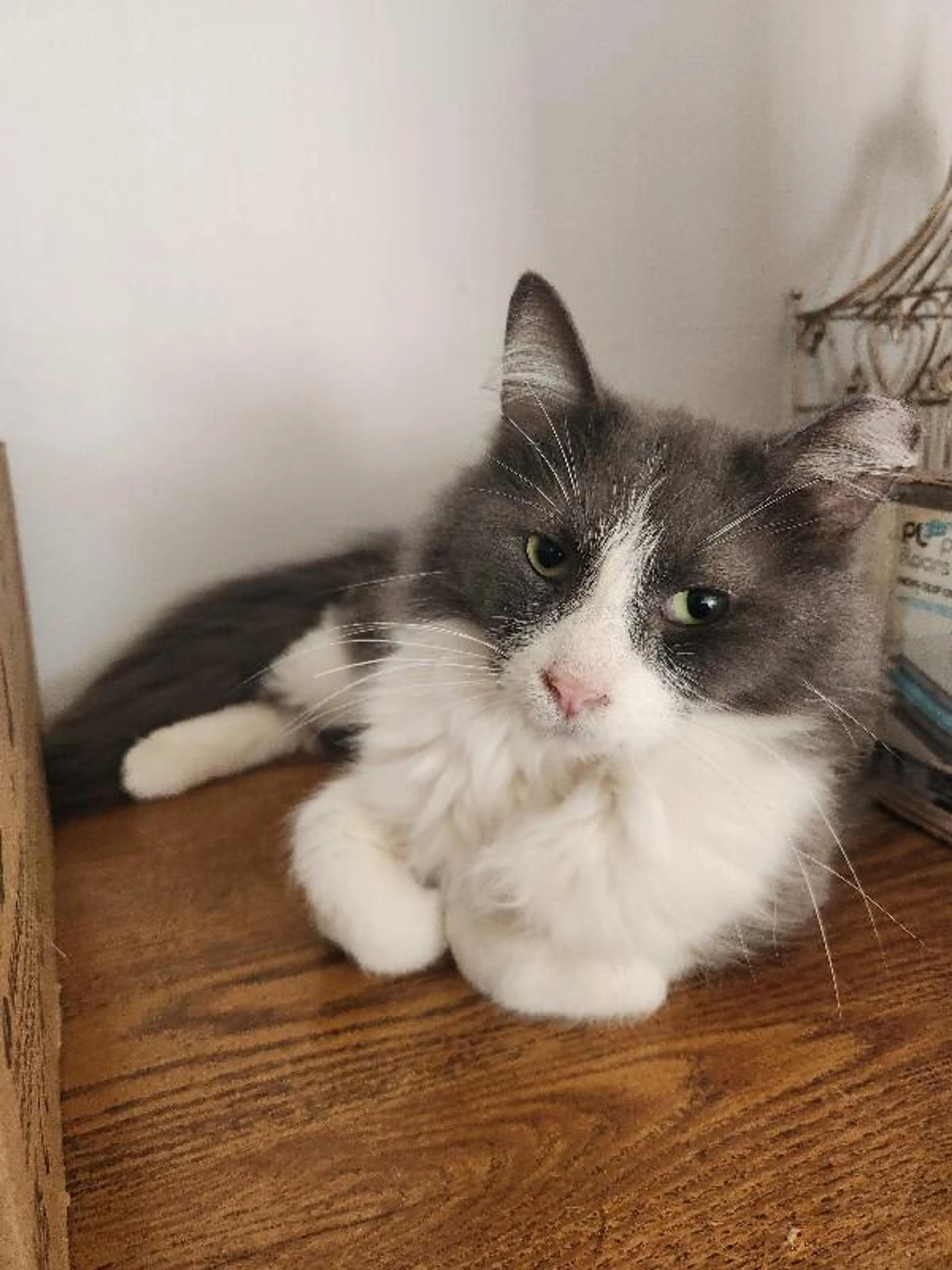 Found pet-0