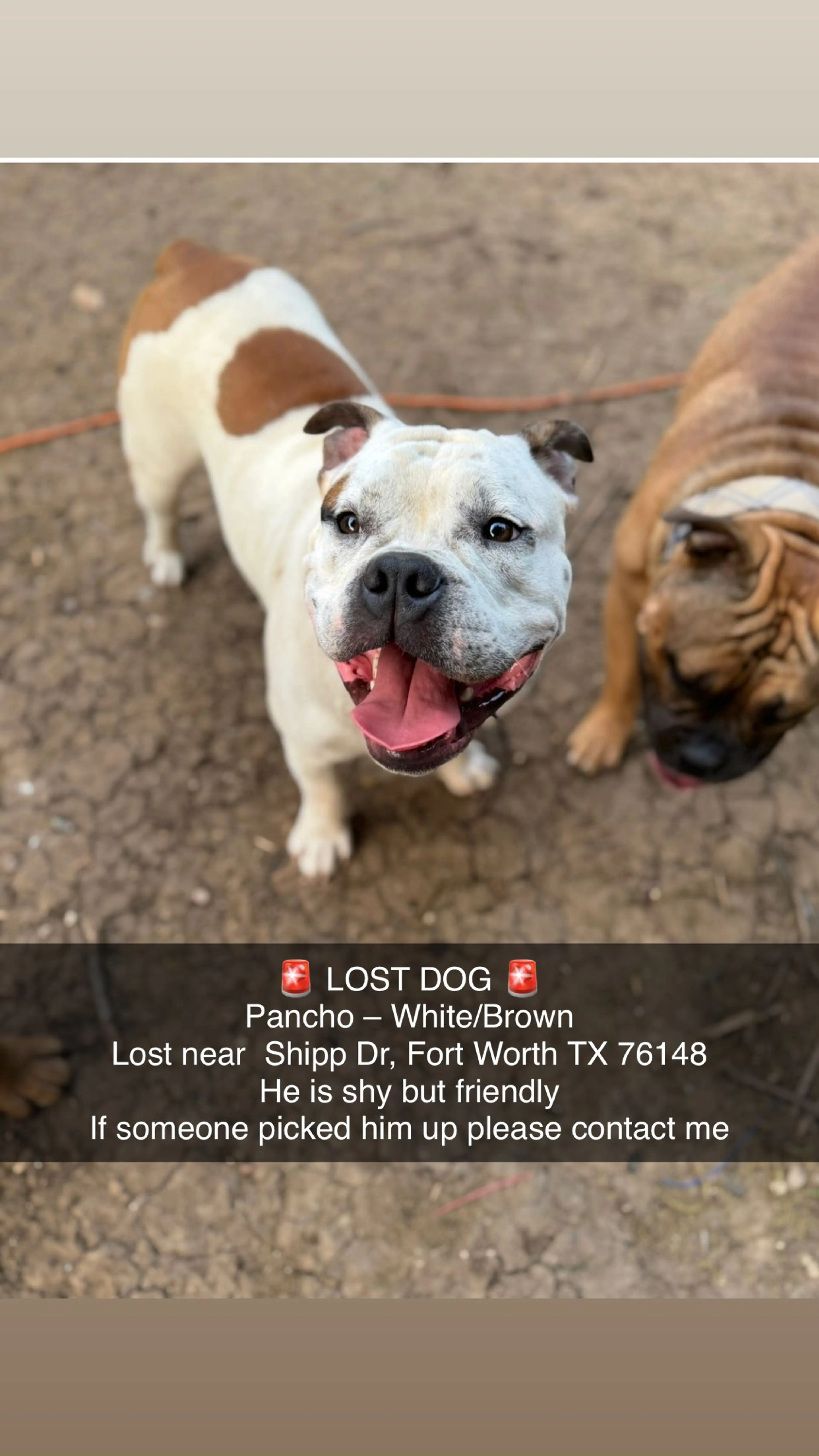 Lost pet-0