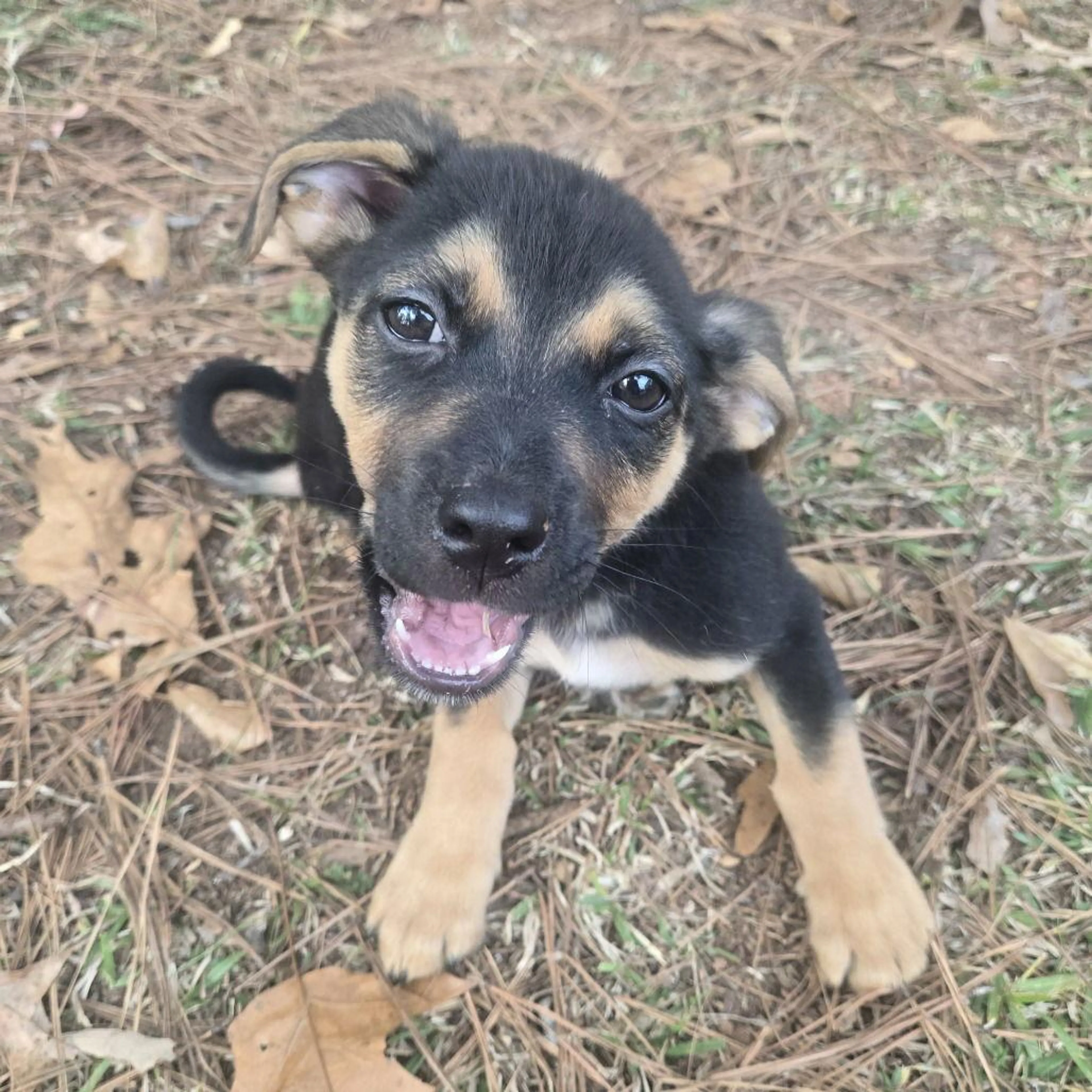 Found pet
