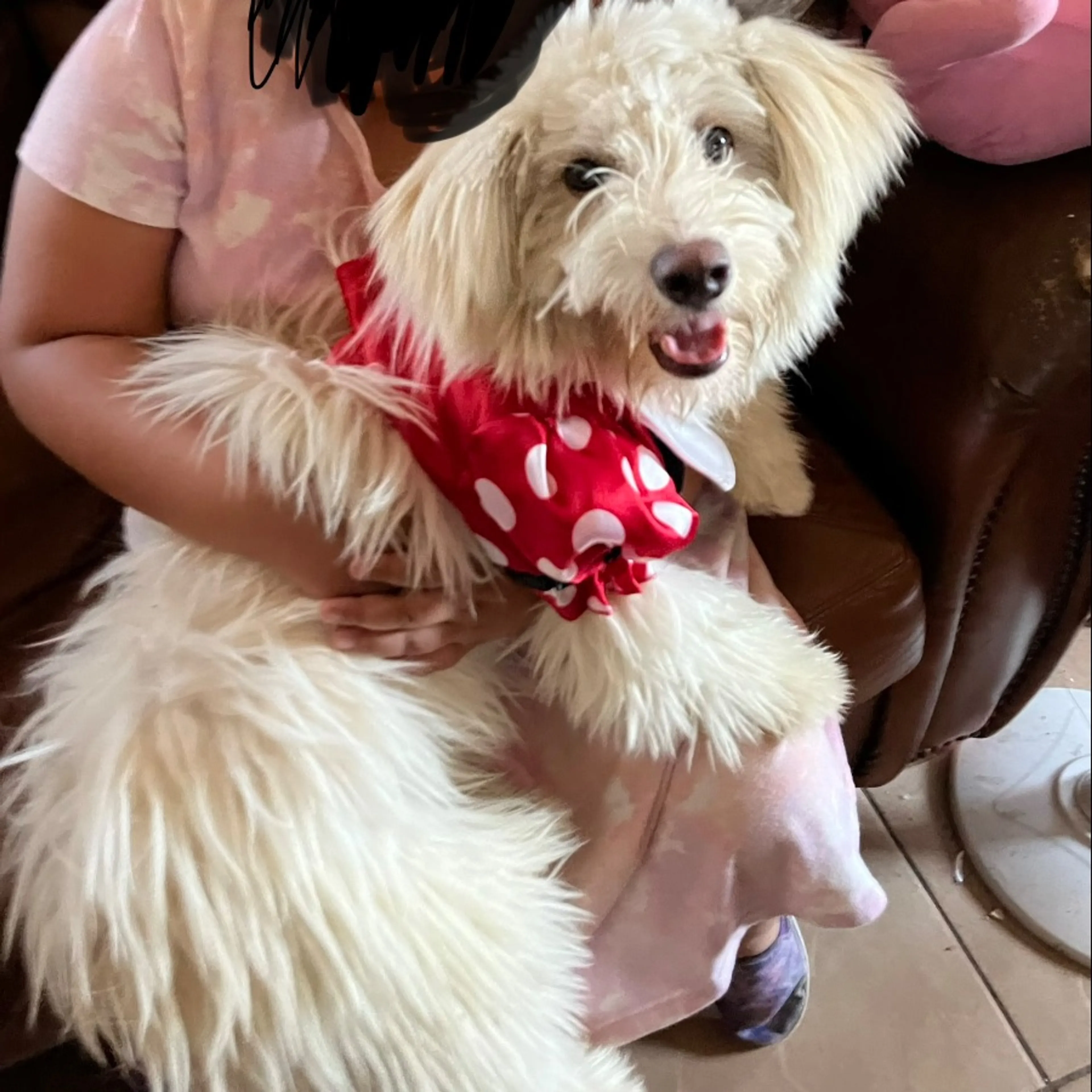 Lost pet
