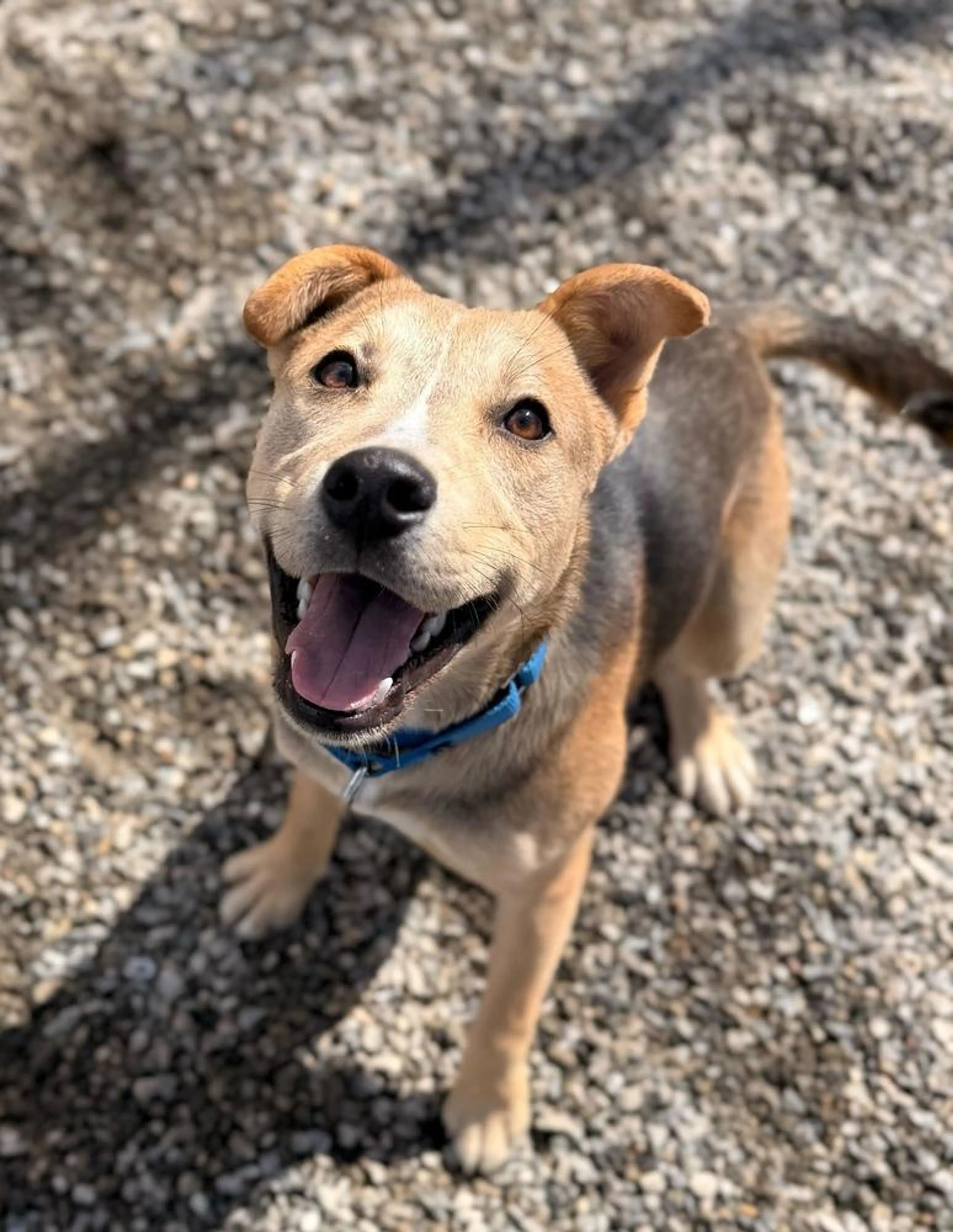Found pet-2