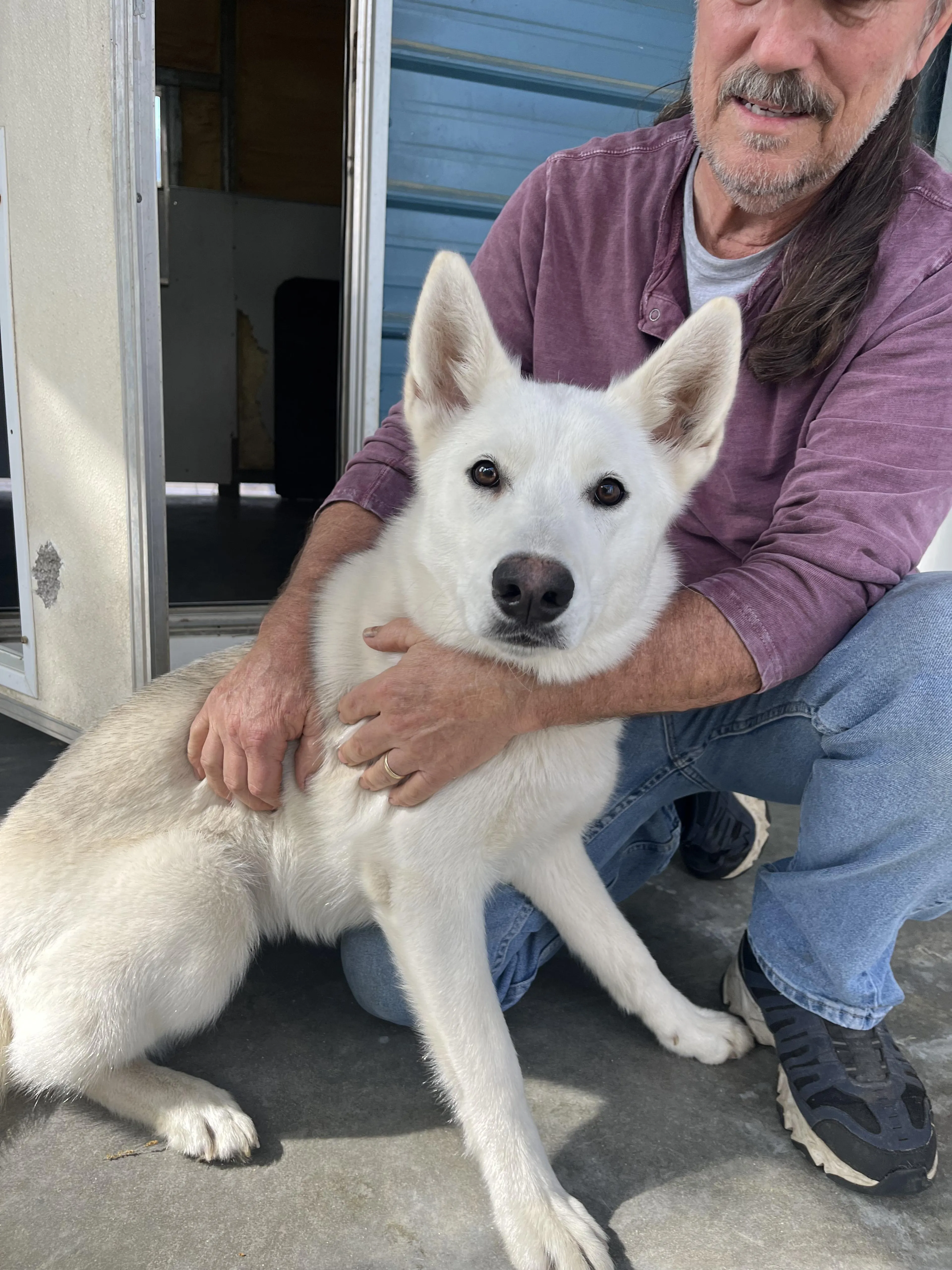 Found pet-4