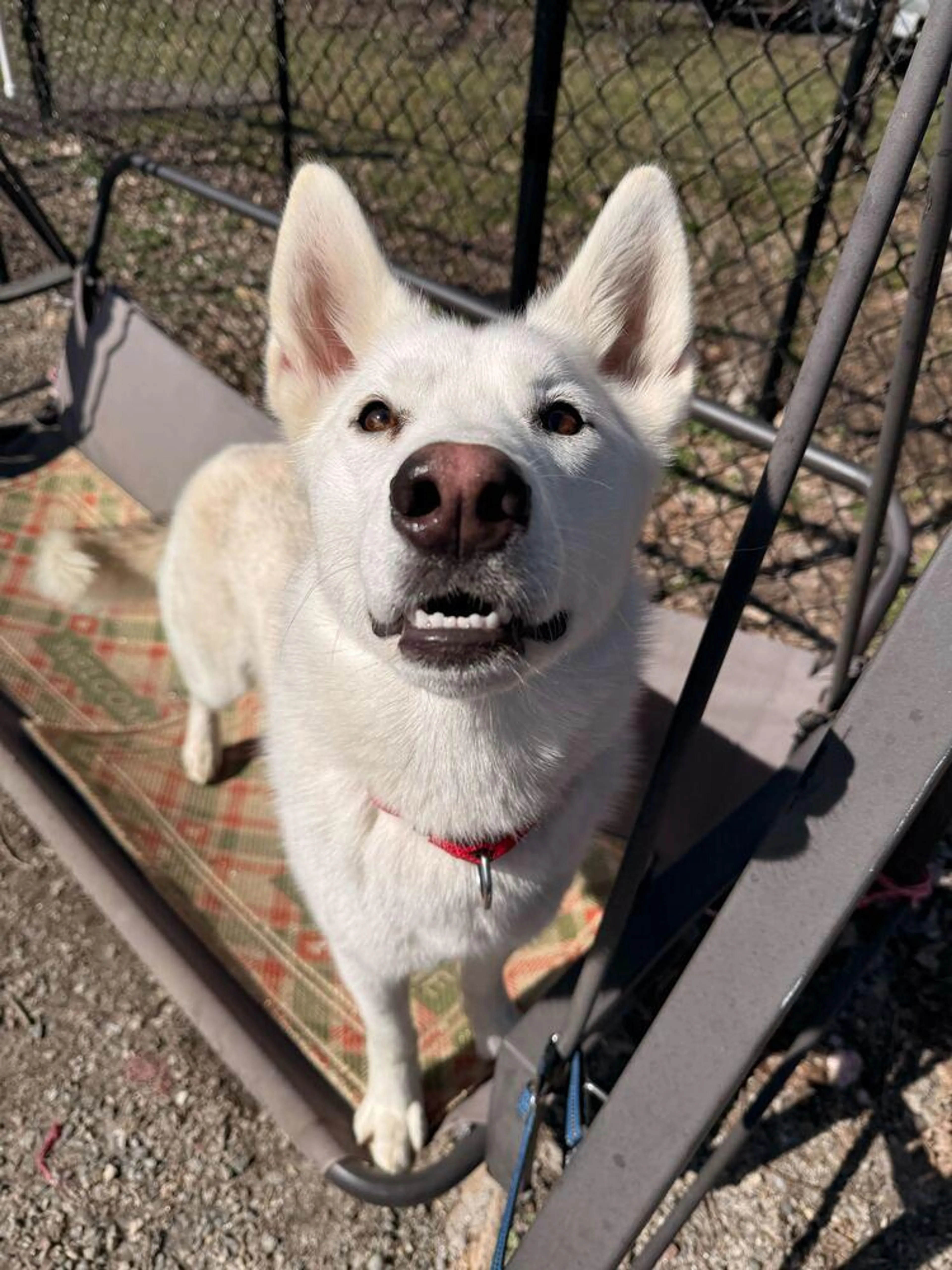Found pet-3