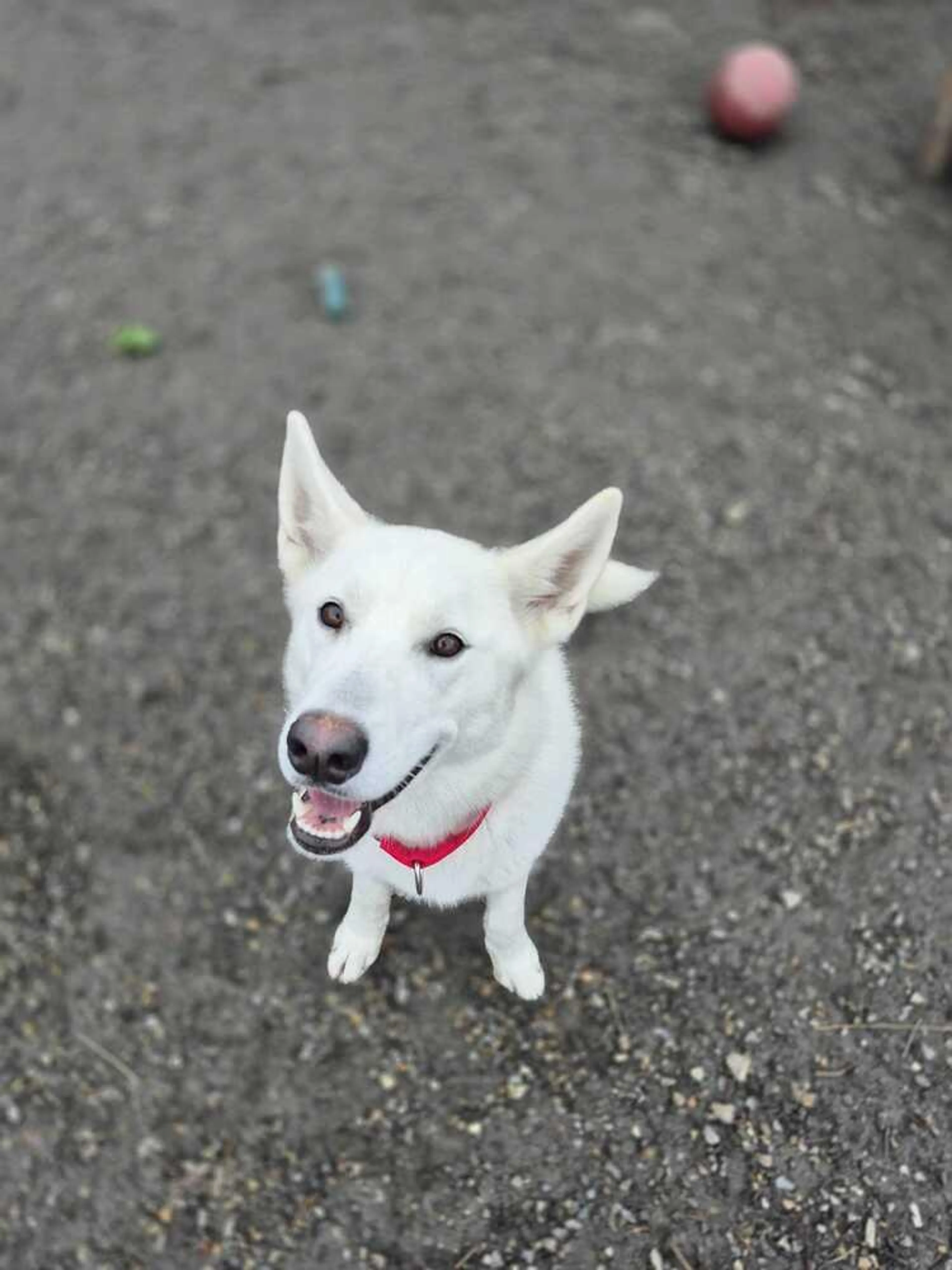Found pet-2