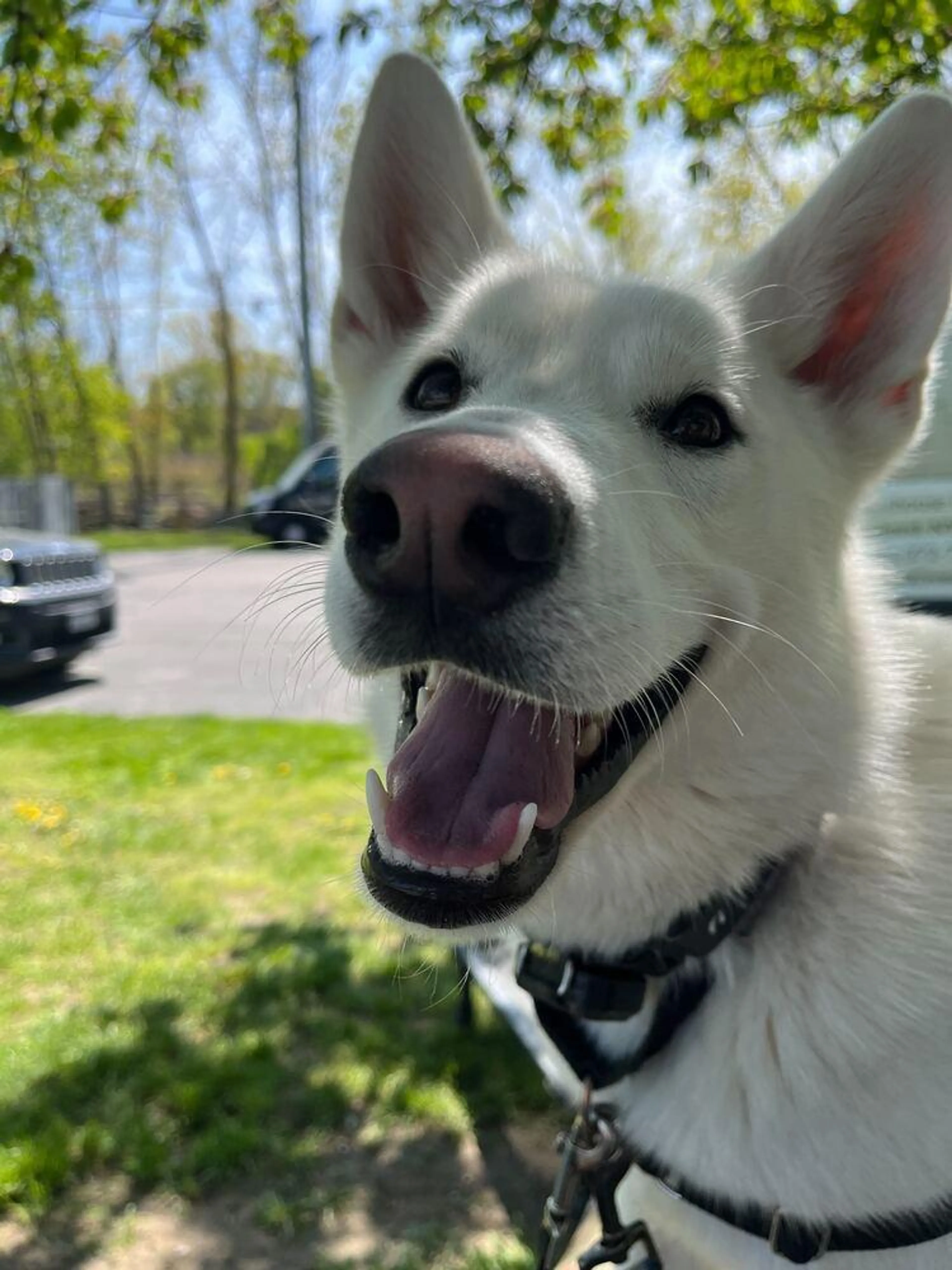 Found pet-0